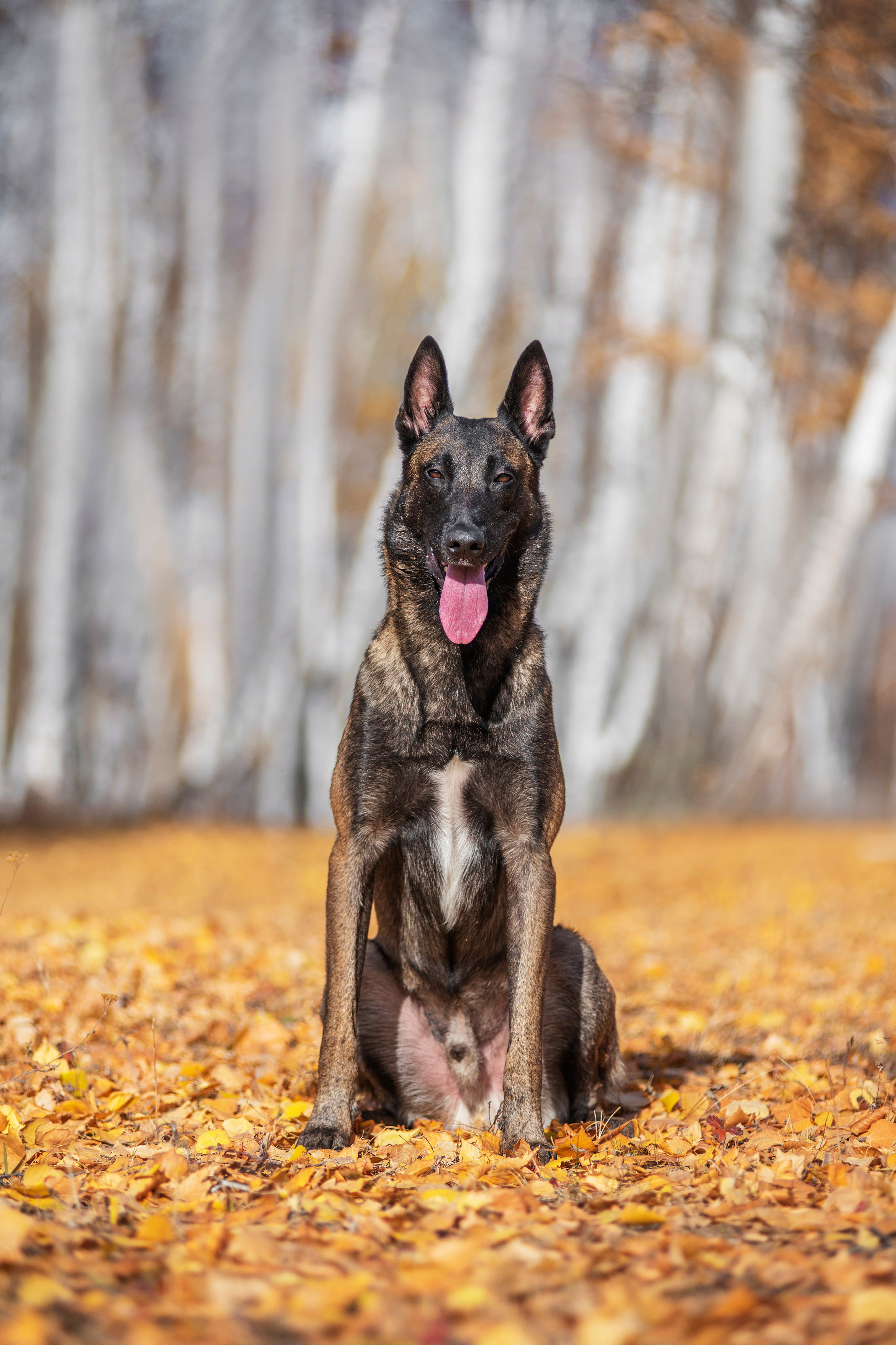 Малинуа Гектор. Дог-фотограф в Тюмени Александра Королева