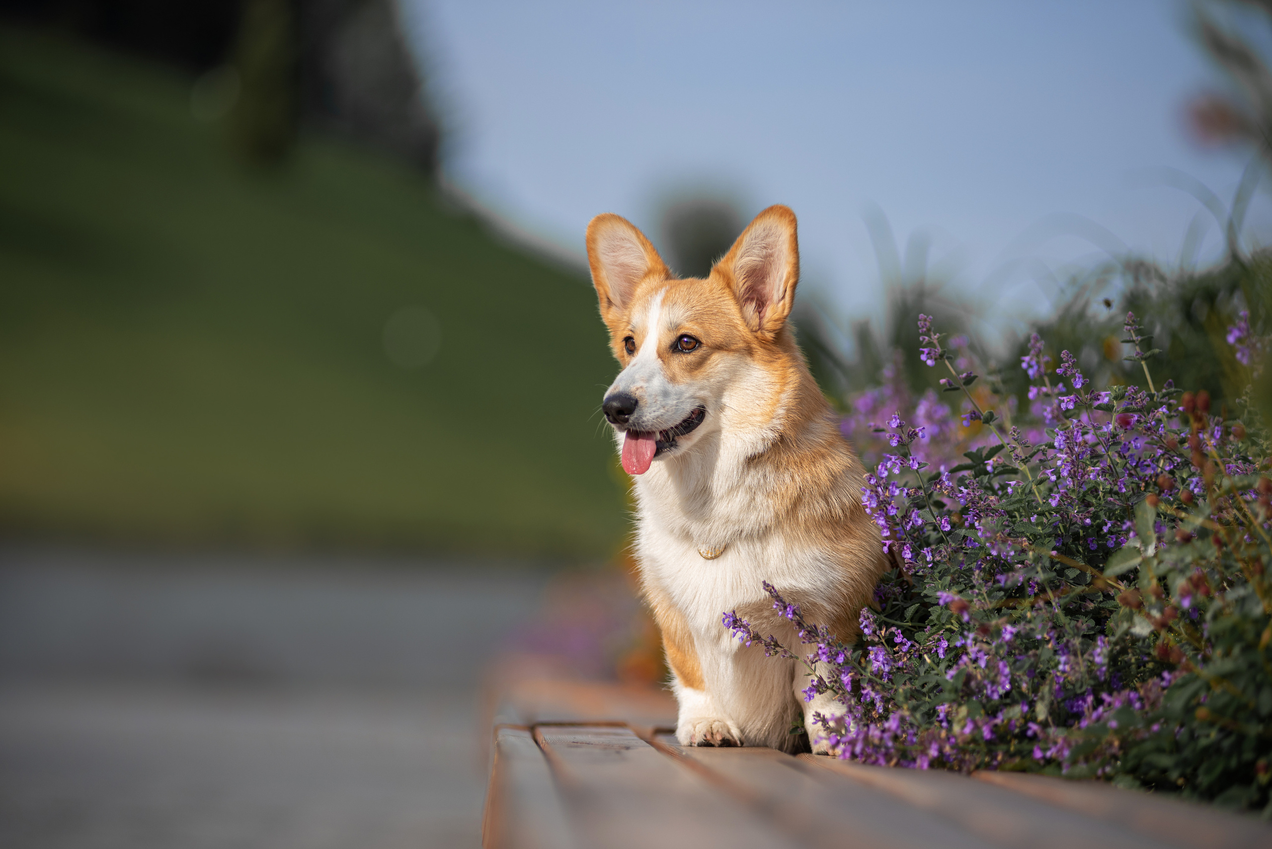 Ася и Плюша. Дог-фотограф в Тюмени Александра Королева