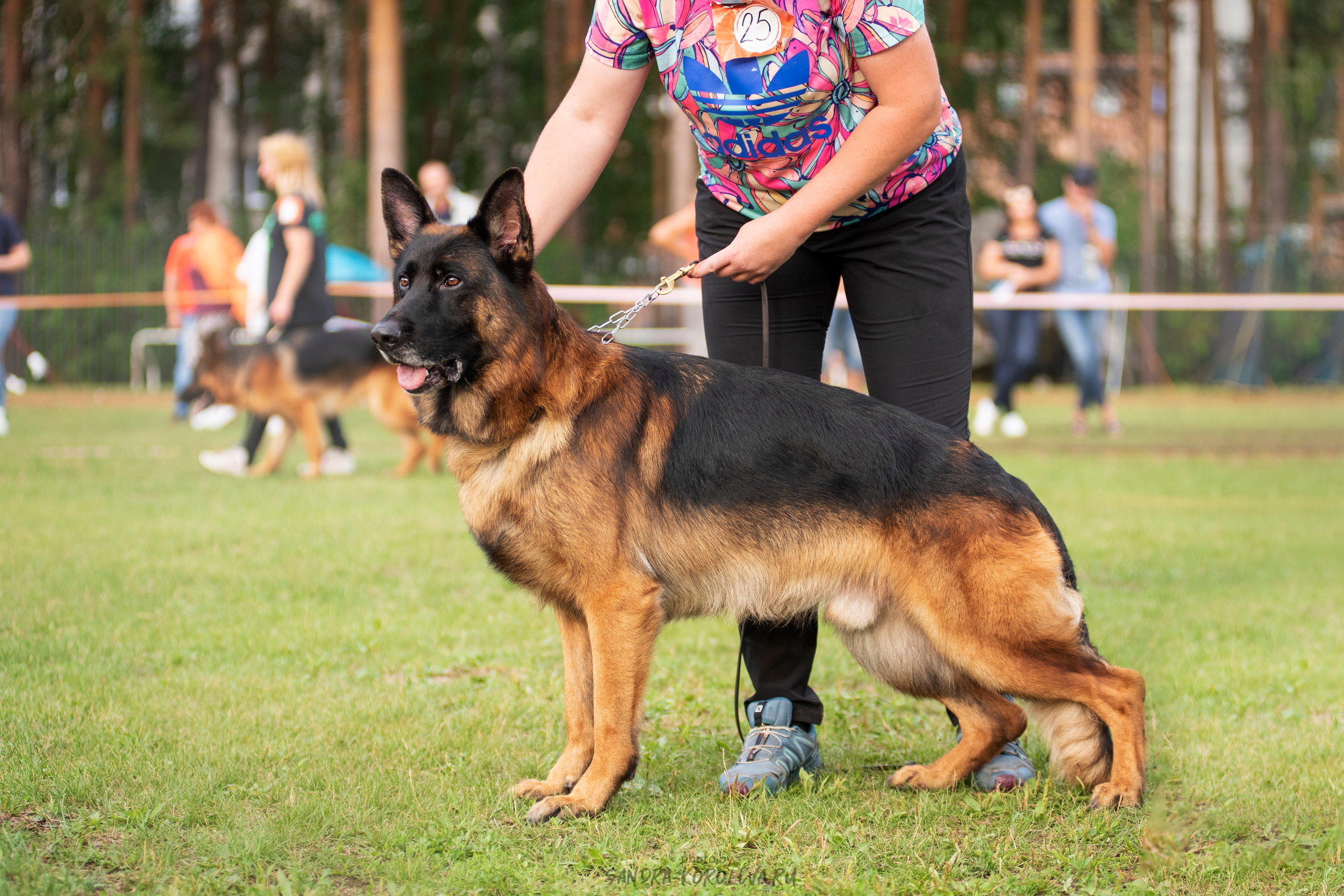 Монопородная выставка немецких овчарок, г. Заречный 2021. Дог-фотограф в Тюмени Александра Королева