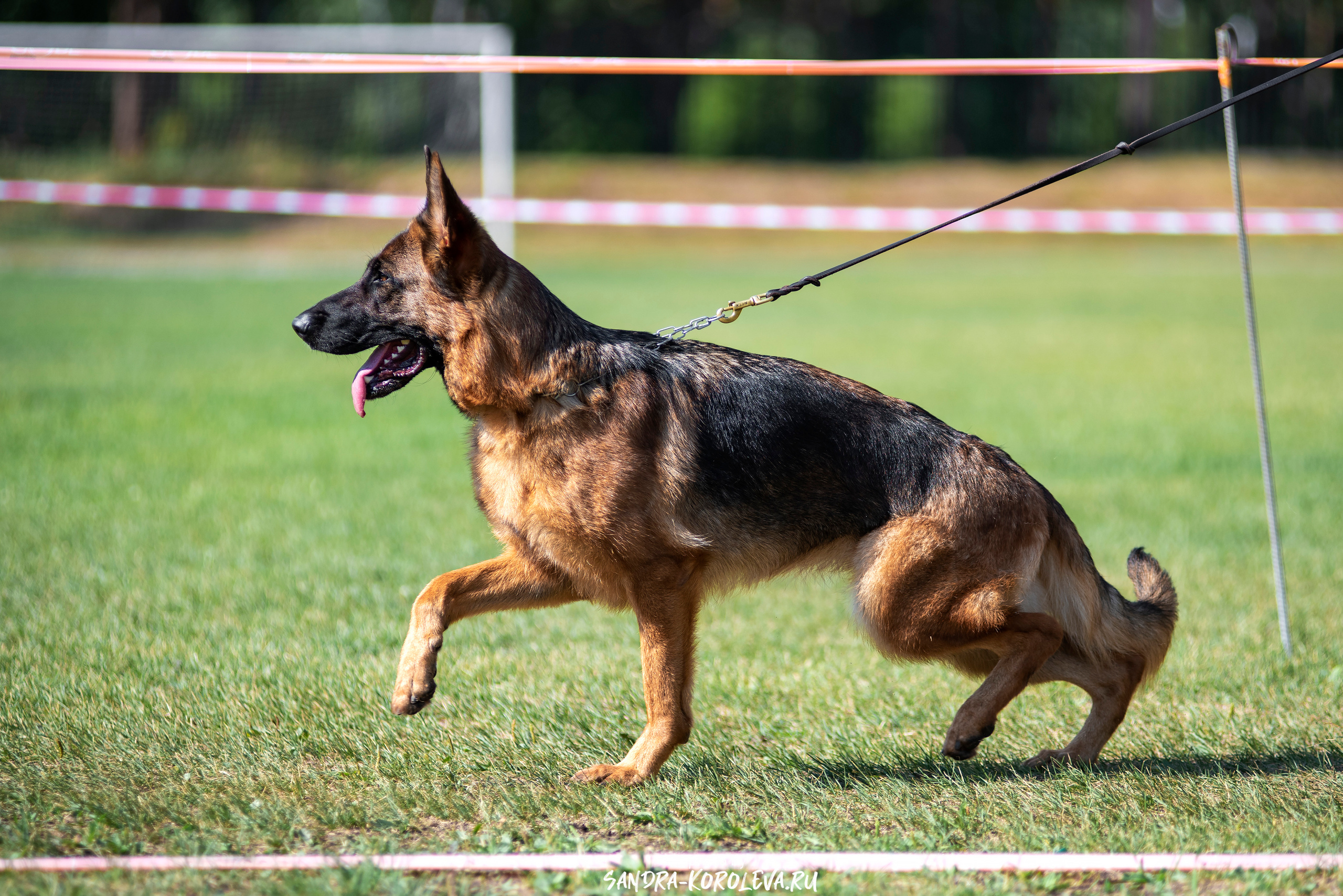 Монопородная выставка немецких овчарок, г. Заречный 2021. Дог-фотограф в Тюмени Александра Королева