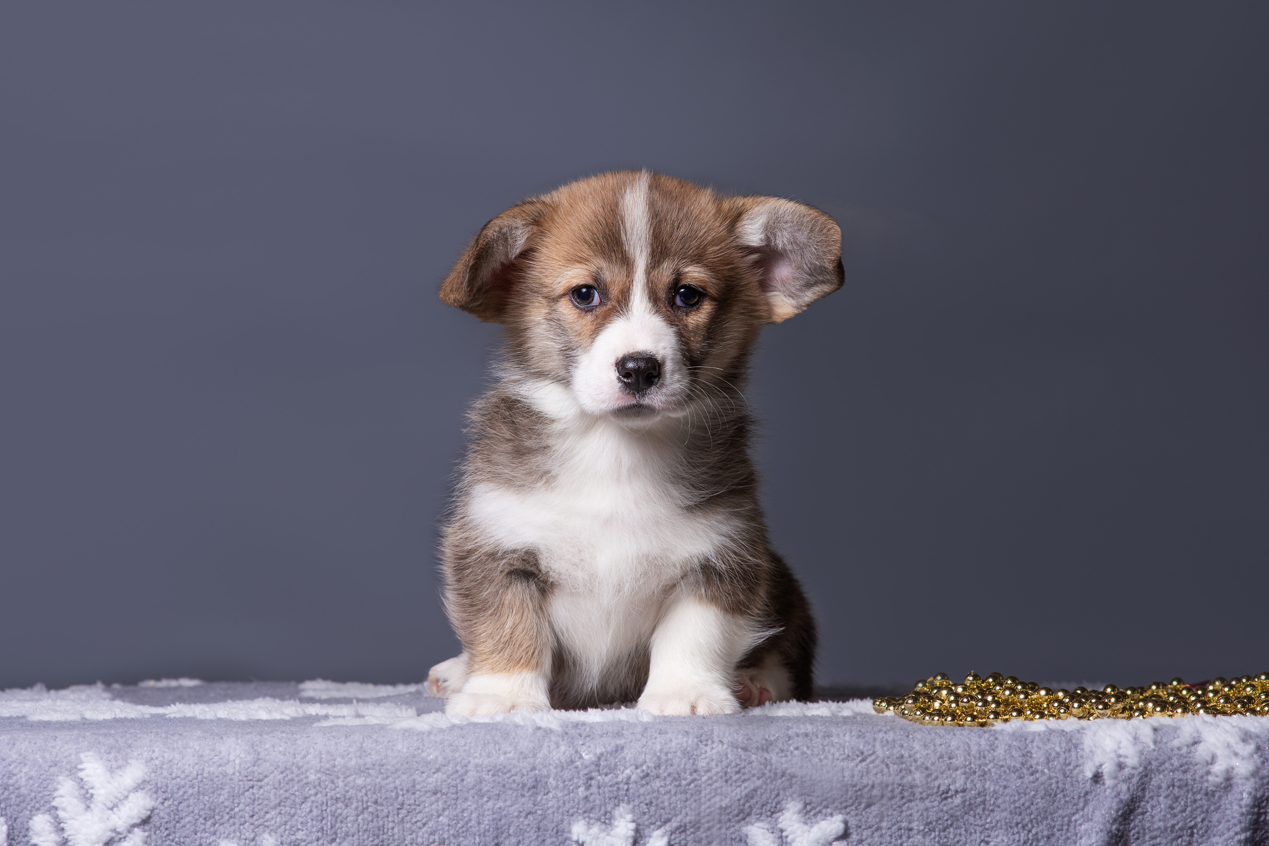 Новогодние коржики с сахарной посыпкой. Дог-фотограф в Тюмени Александра Королева