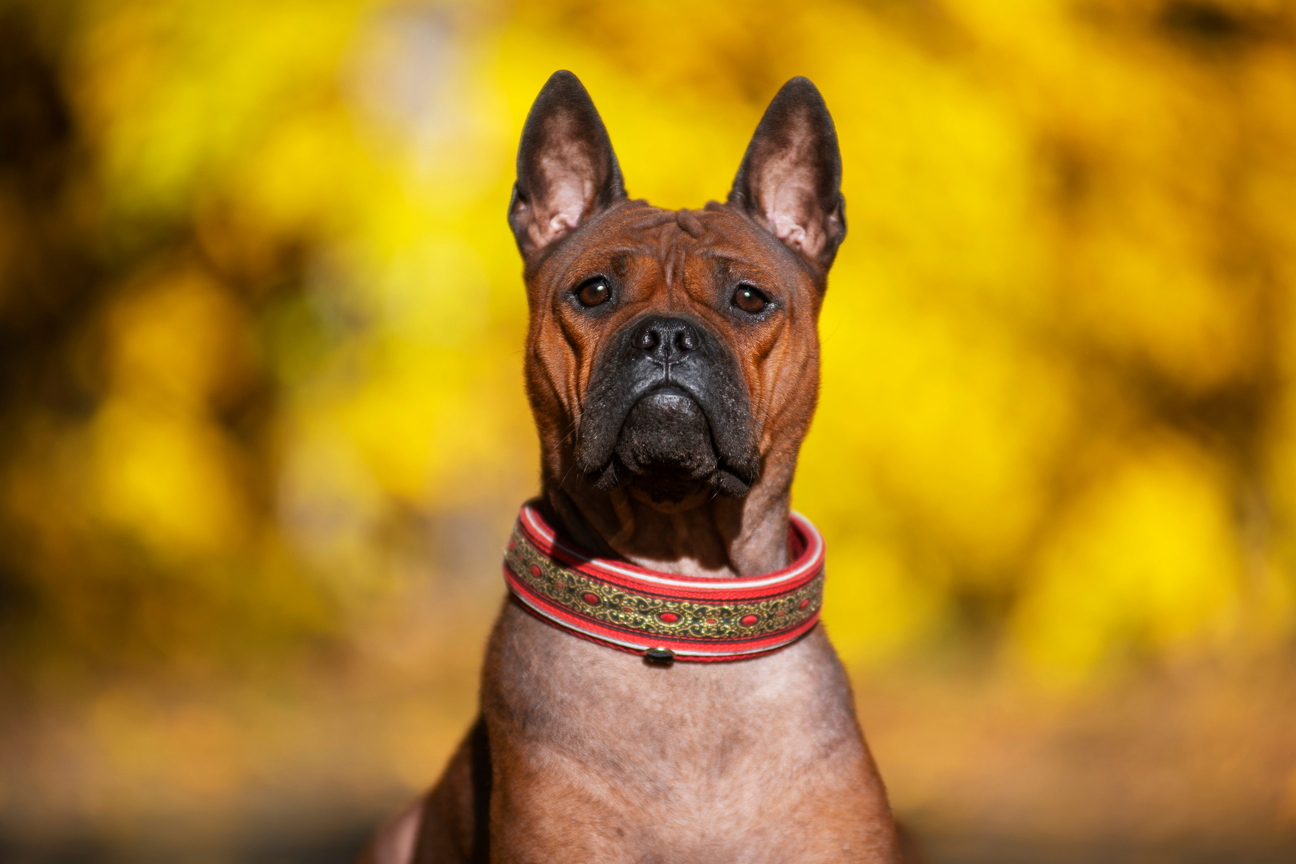 Полина и ее питомцы. Дог-фотограф в Тюмени Александра Королева