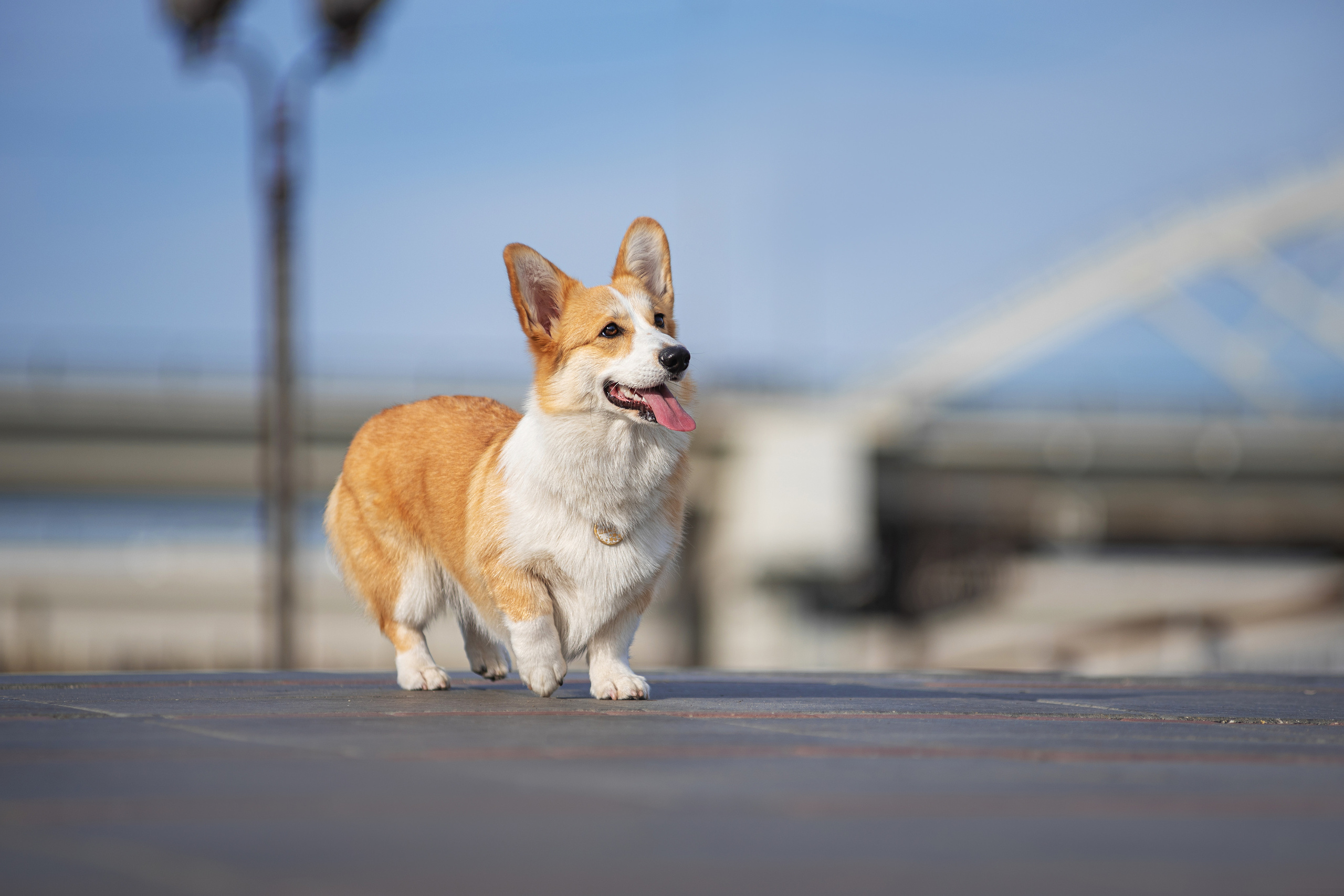 Ася и Плюша. Дог-фотограф в Тюмени Александра Королева