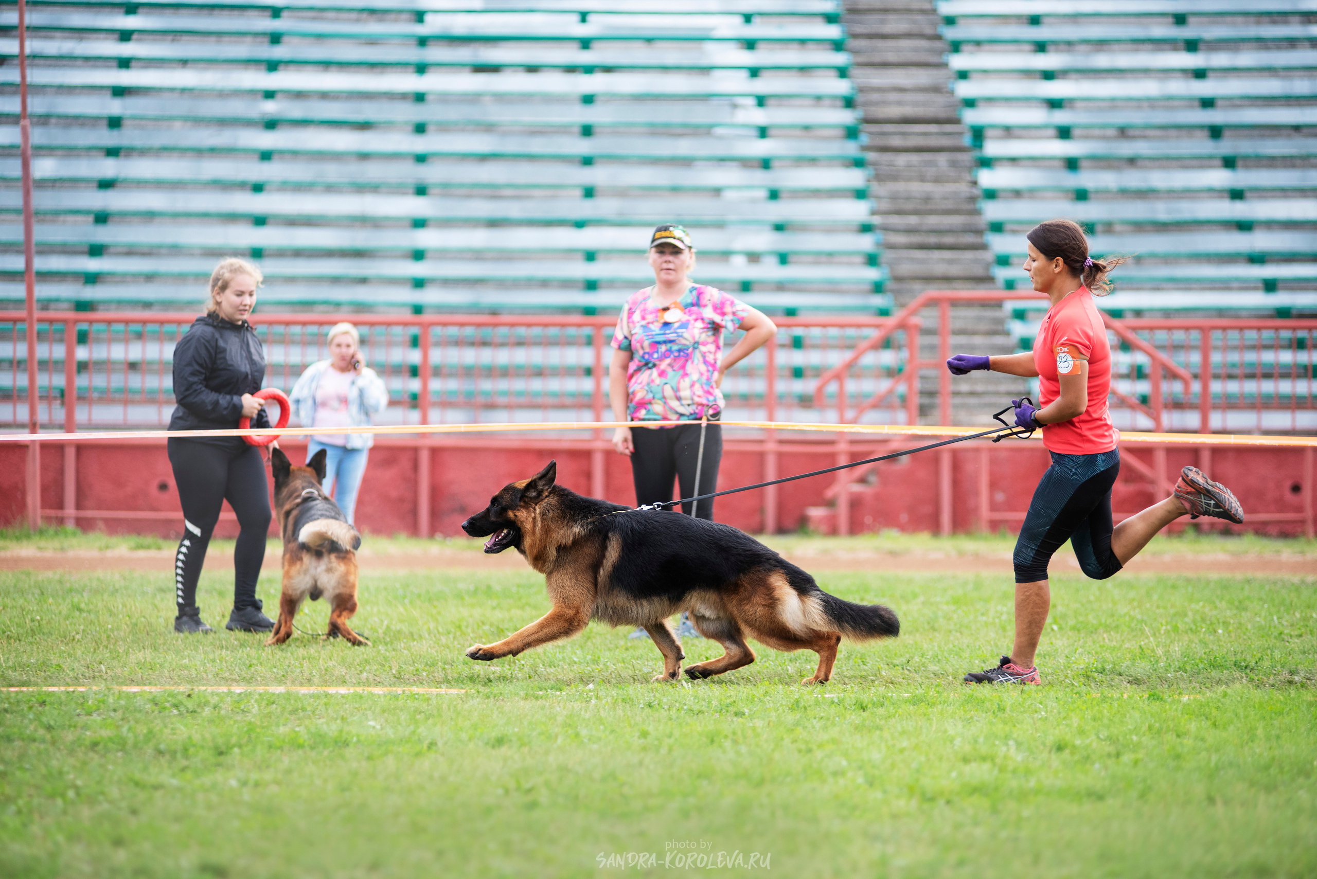 Монопородная выставка немецких овчарок, г. Заречный 2021. Дог-фотограф в Тюмени Александра Королева
