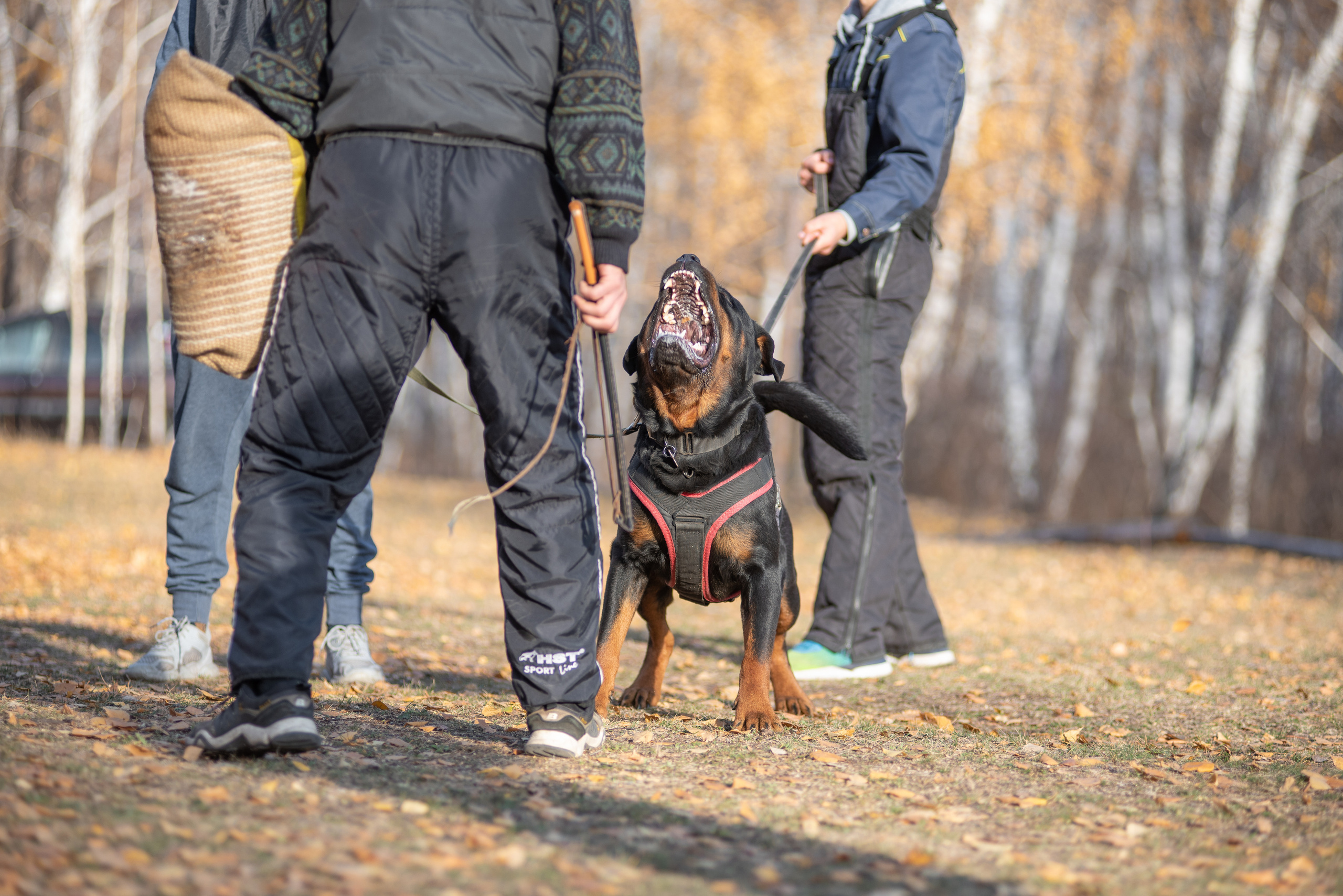 RUSSIAN HELPERS SCHOOL. Магнитогорск октябрь 2021. Дог-фотограф в Тюмени Александра Королева
