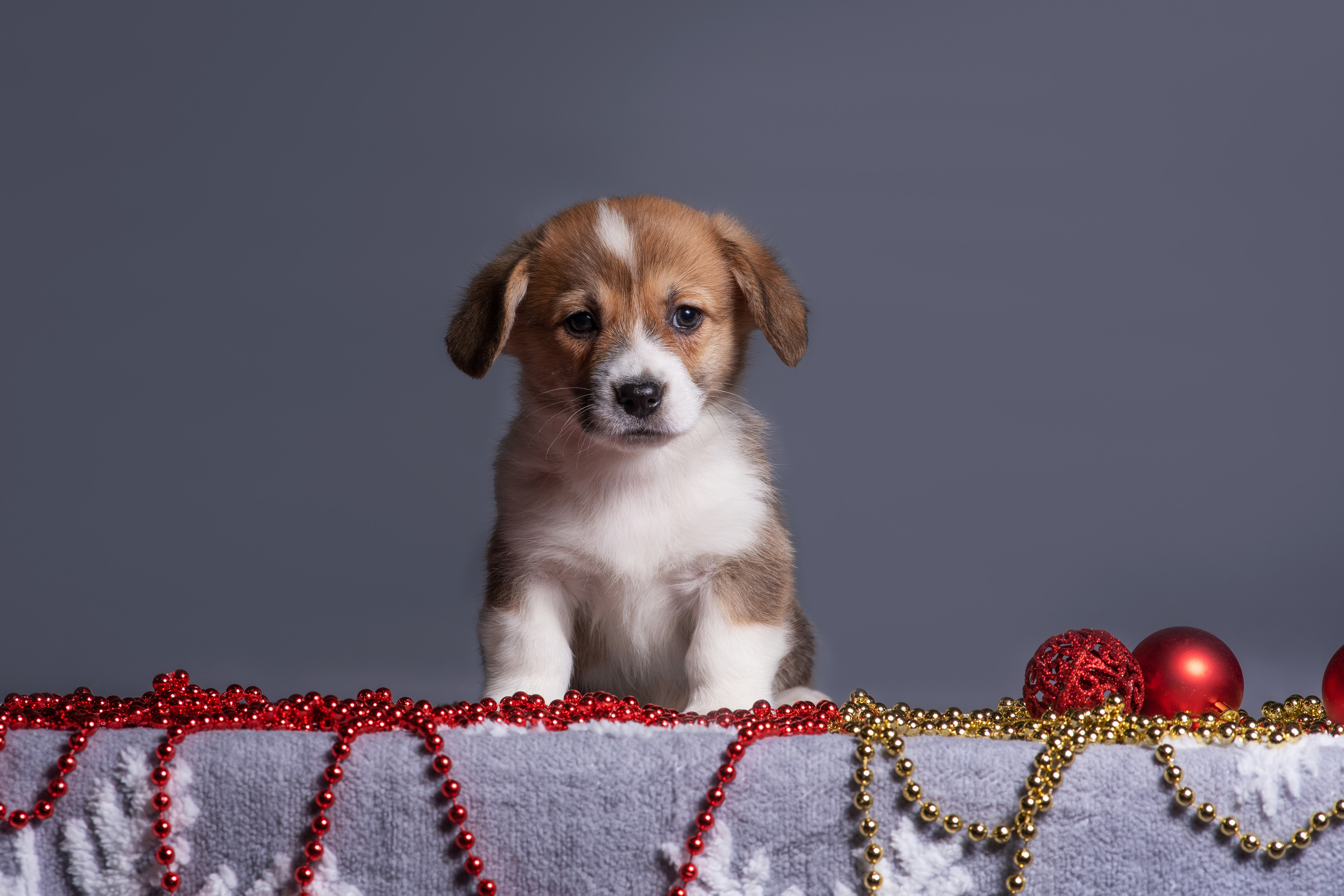 Новогодние коржики с сахарной посыпкой. Дог-фотограф в Тюмени Александра Королева