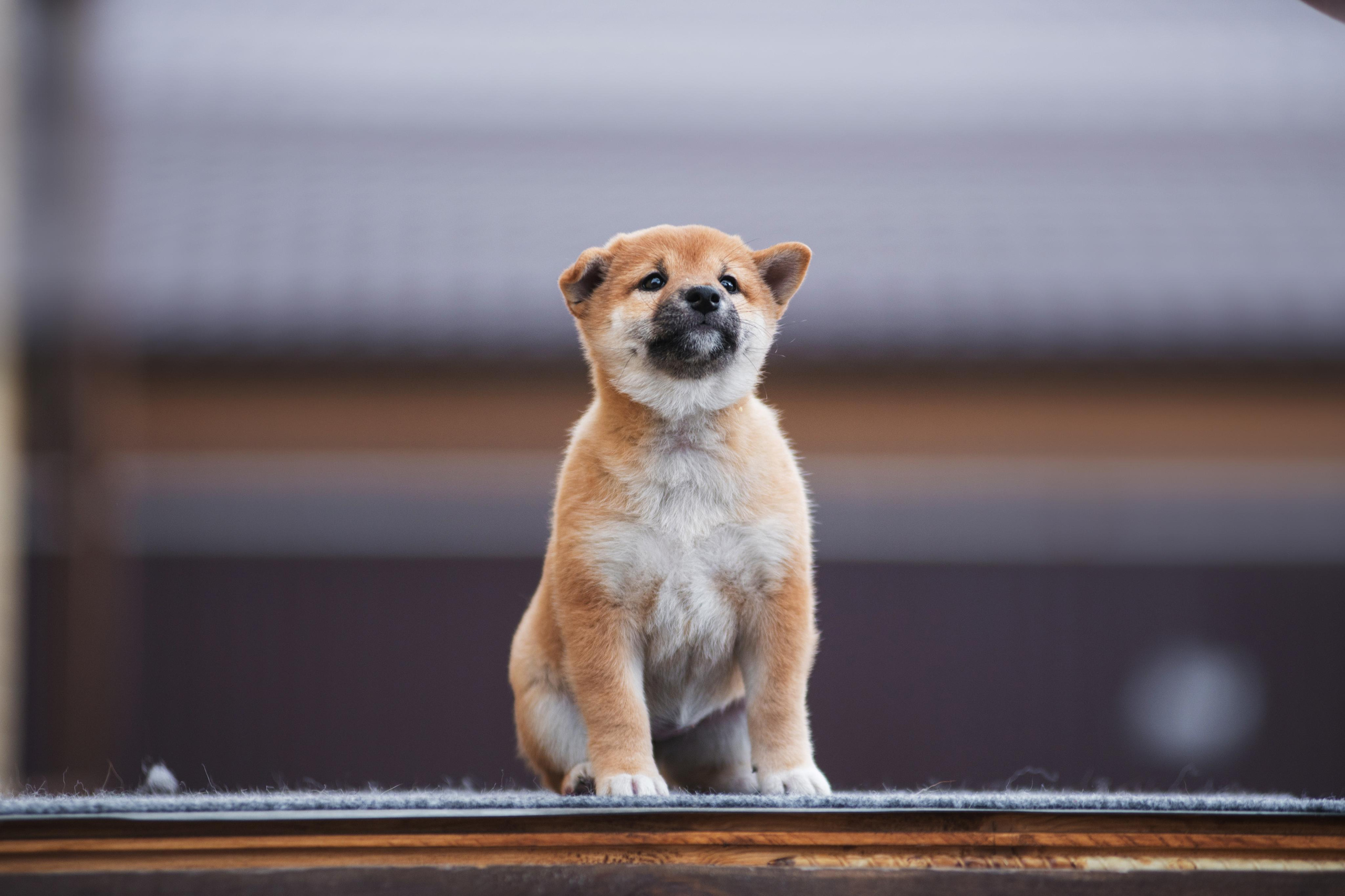 Щеночки Сибы. Дог-фотограф в Тюмени Александра Королева
