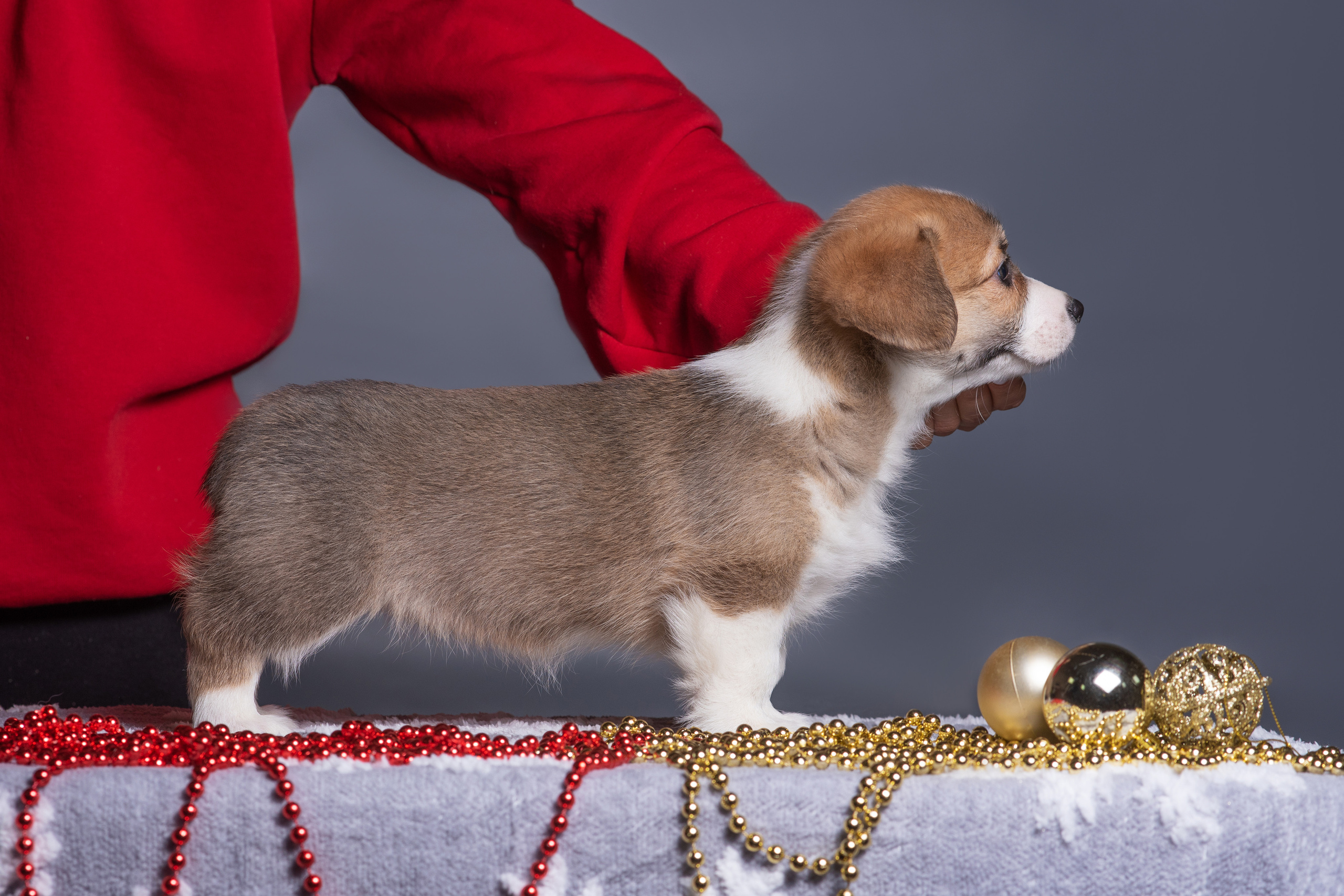 Новогодние коржики с сахарной посыпкой. Дог-фотограф в Тюмени Александра Королева