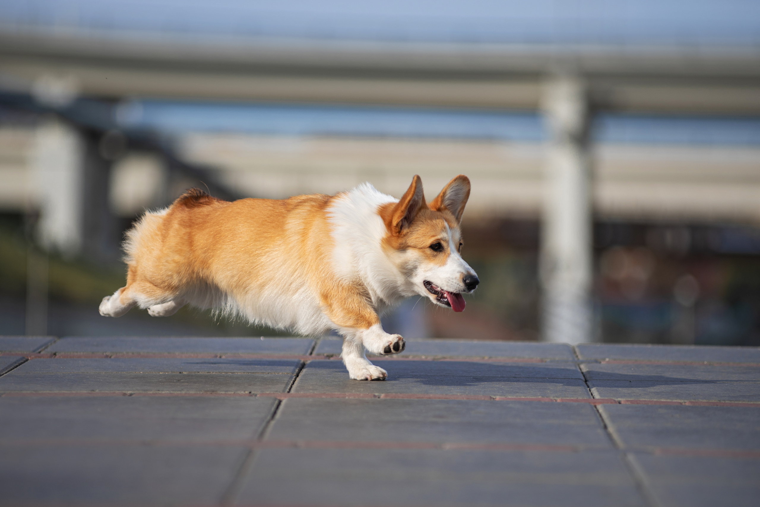 Ася и Плюша. Дог-фотограф в Тюмени Александра Королева