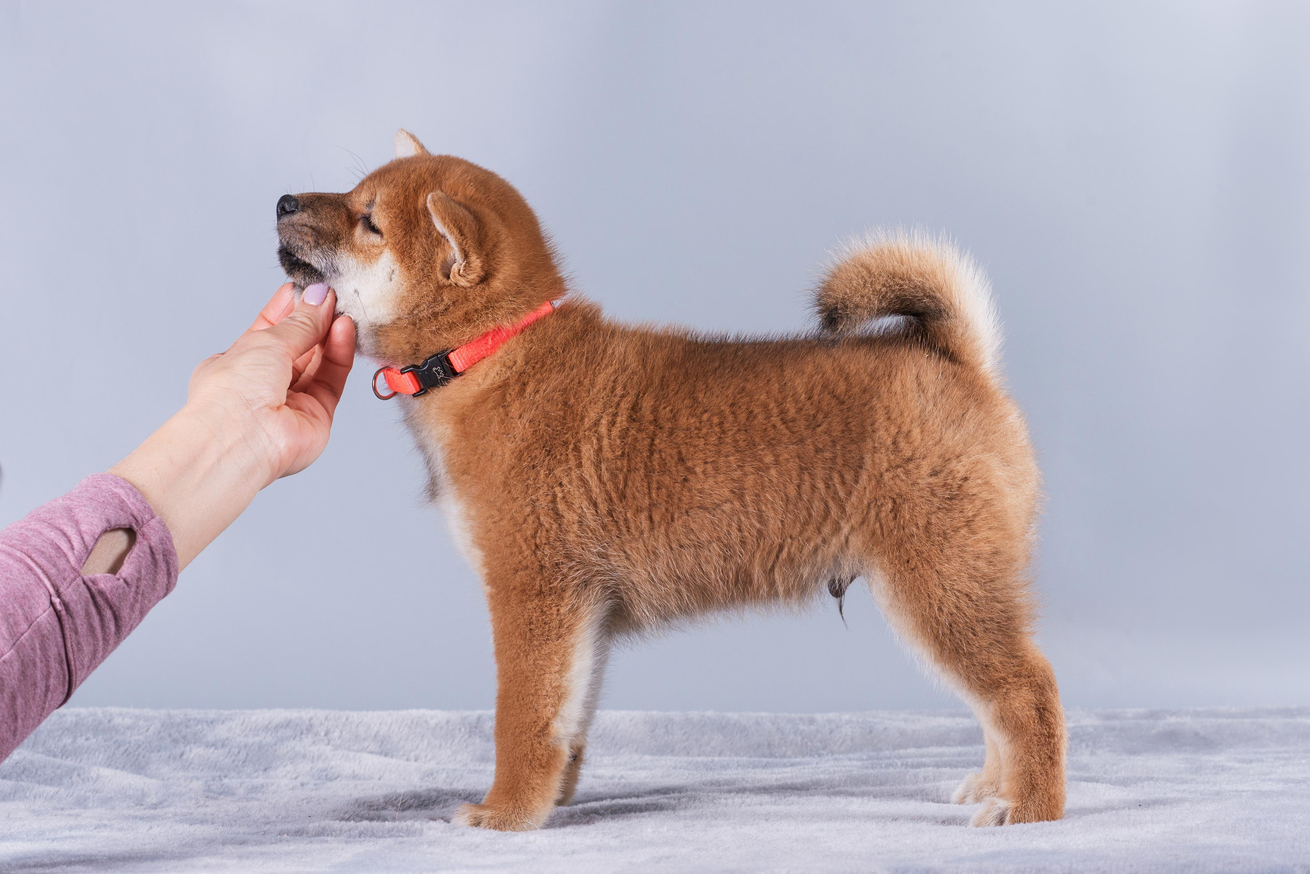 Маленькие сибы. Дог-фотограф в Тюмени Александра Королева