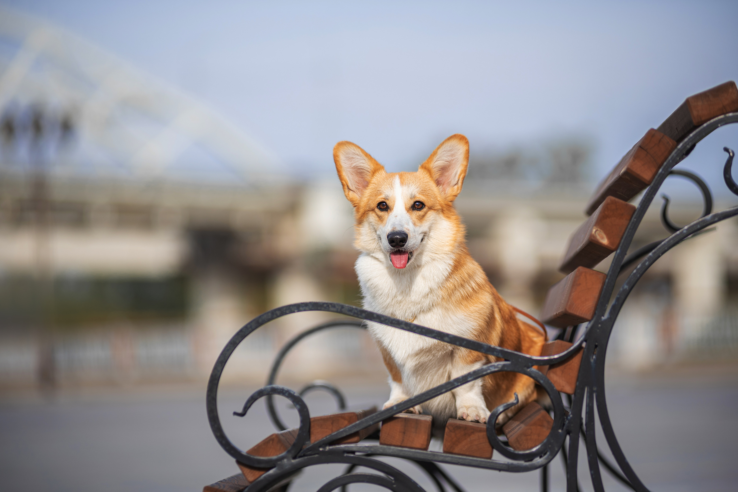 Ася и Плюша. Дог-фотограф в Тюмени Александра Королева