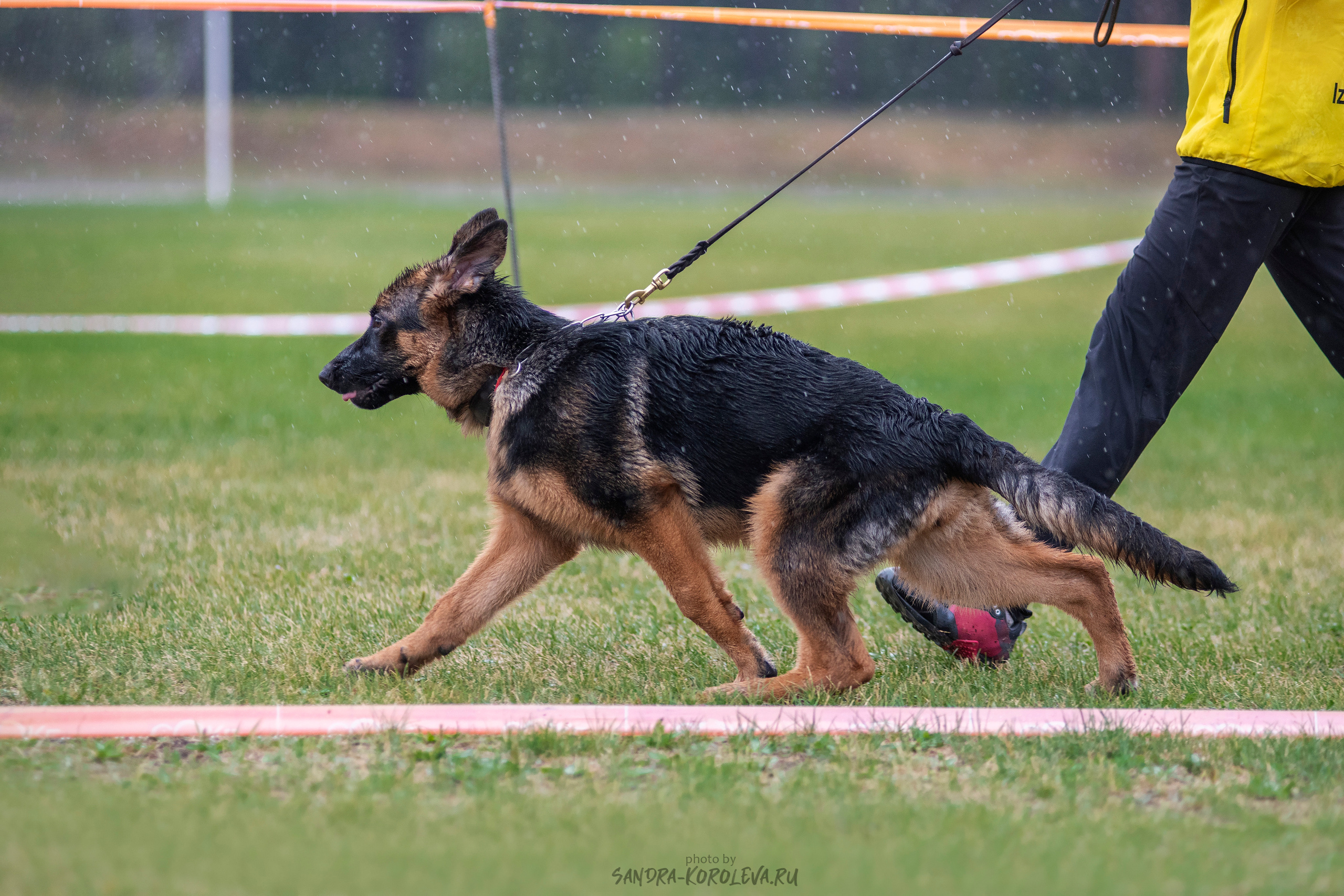 Монопородная выставка немецких овчарок, г. Заречный 2021. Дог-фотограф в Тюмени Александра Королева