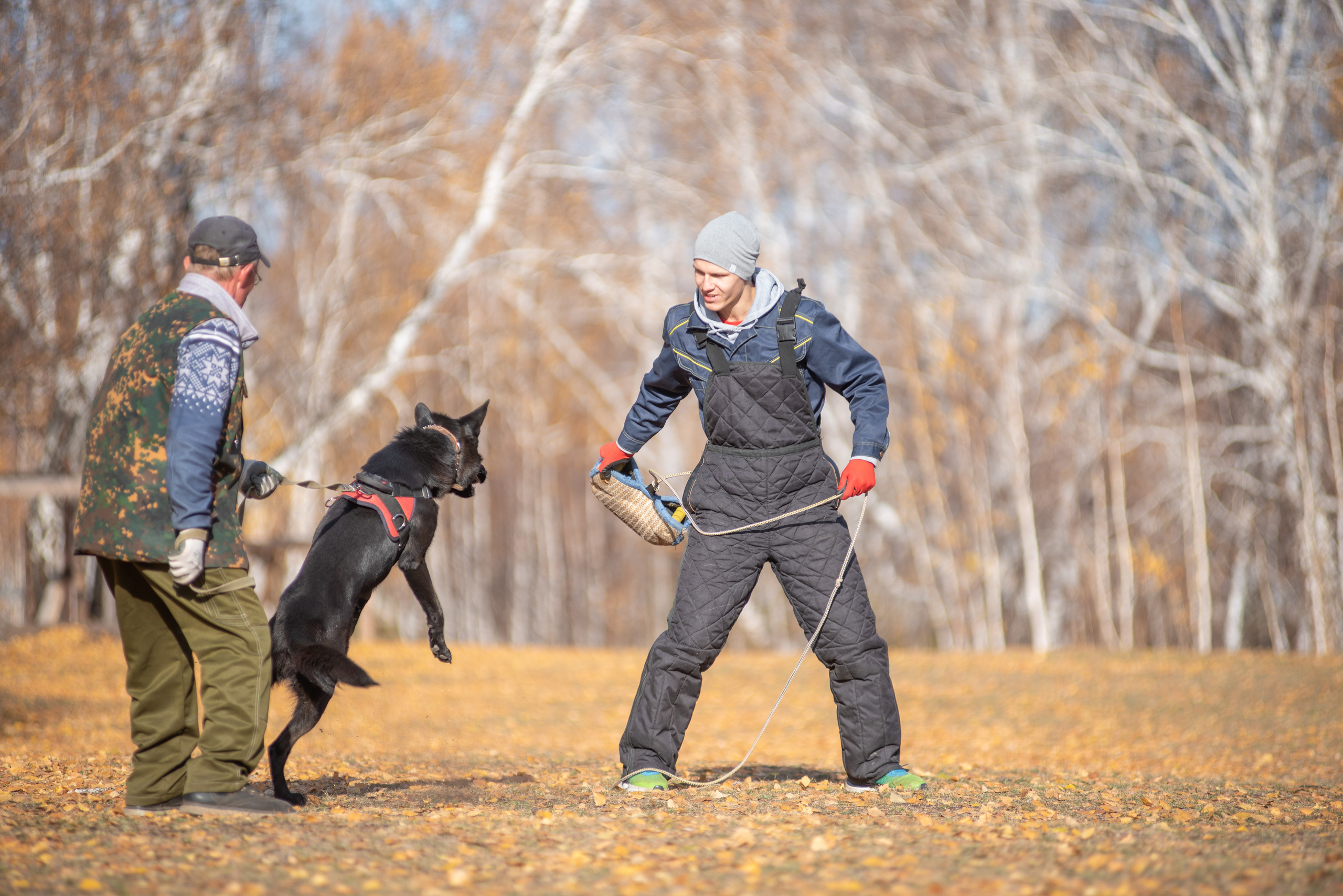 RUSSIAN HELPERS SCHOOL. Магнитогорск октябрь 2021. Дог-фотограф в Тюмени Александра Королева
