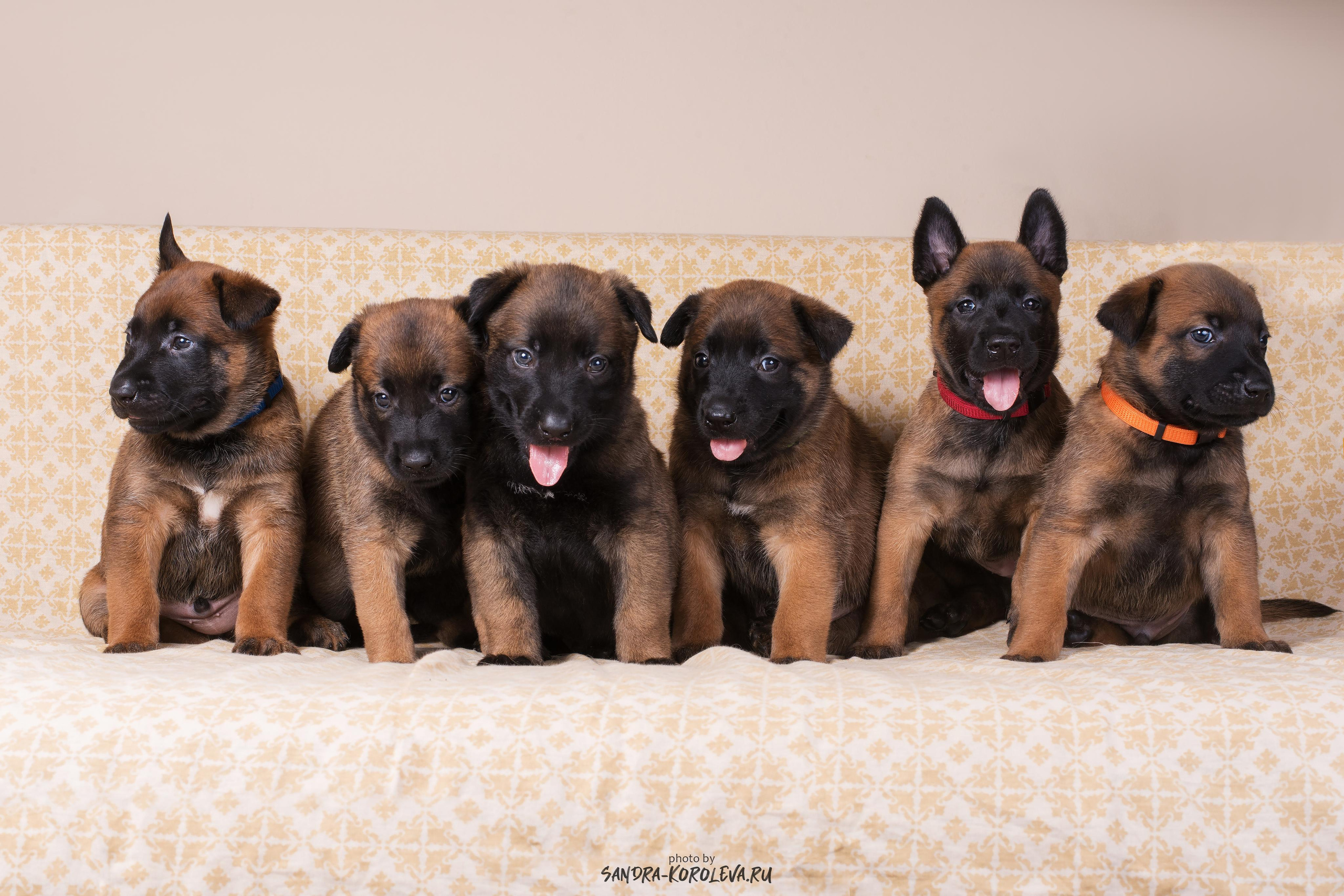 Малинойсы. Дог-фотограф в Тюмени Александра Королева
