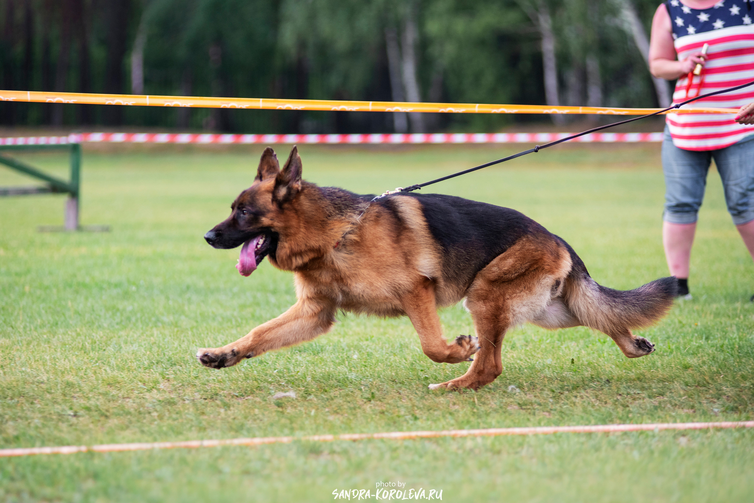 Монопородная выставка немецких овчарок, г. Заречный 2021. Дог-фотограф в Тюмени Александра Королева