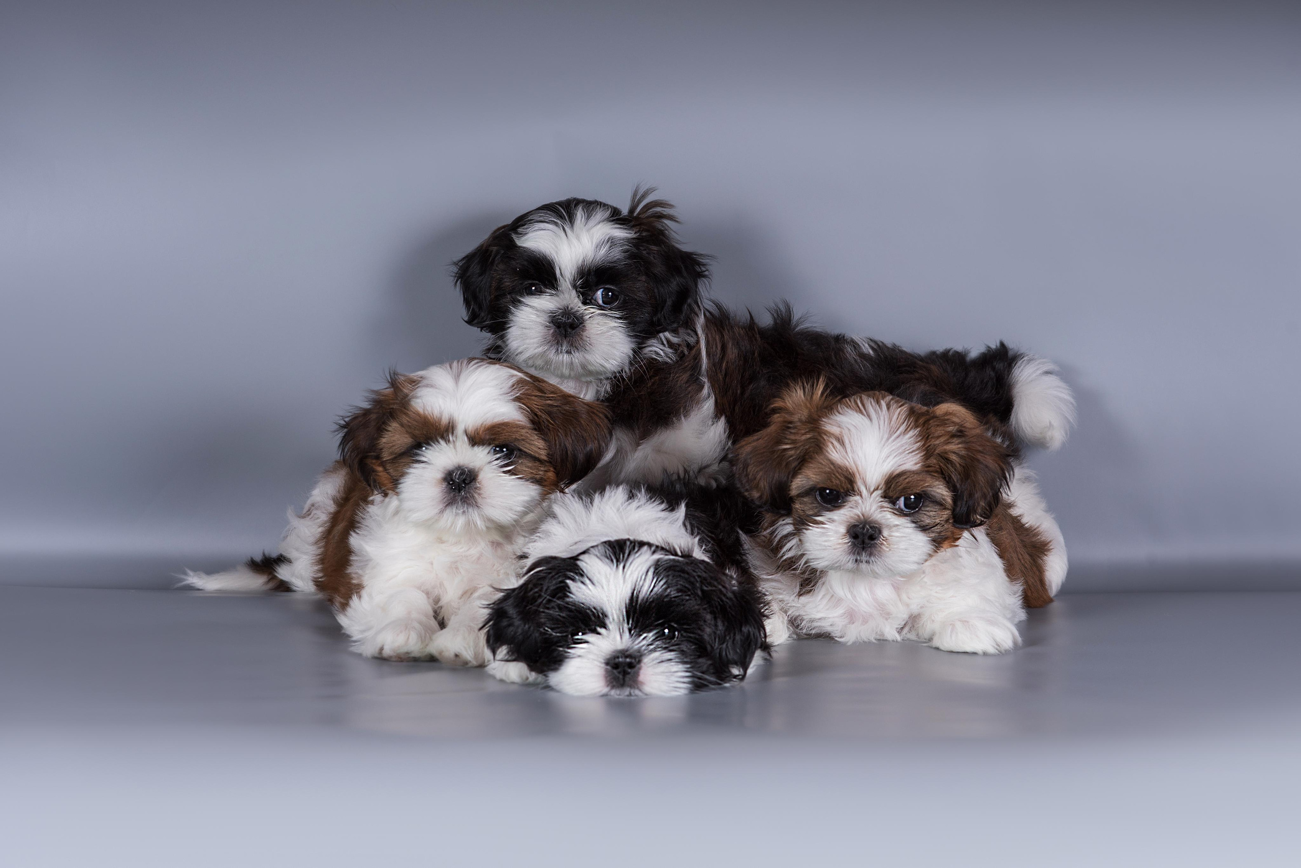 Великолепные ши-тцу. Дог-фотограф в Тюмени Александра Королева