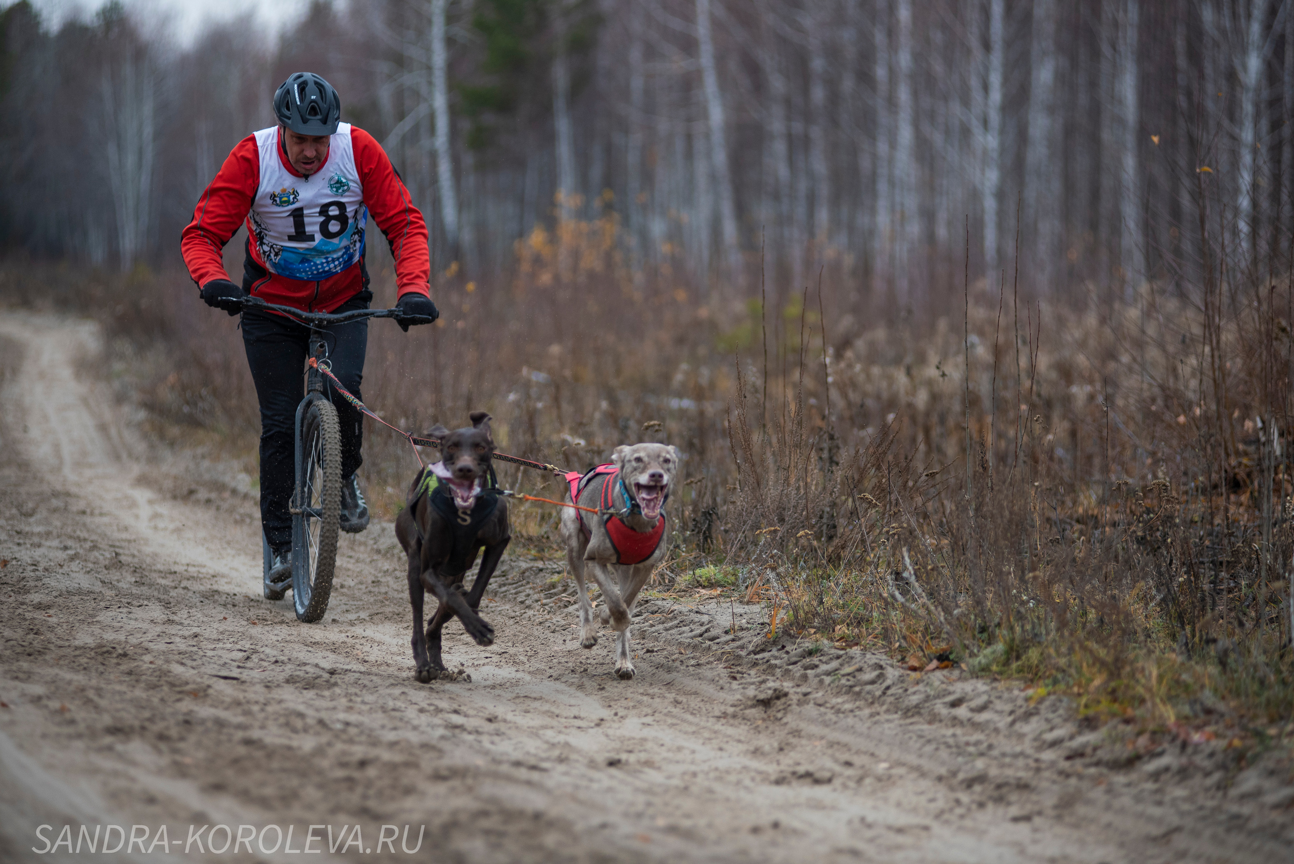 Спринт-гонка «Закрытие сезона» 24.10.2021. Дог-фотограф в Тюмени Александра Королева