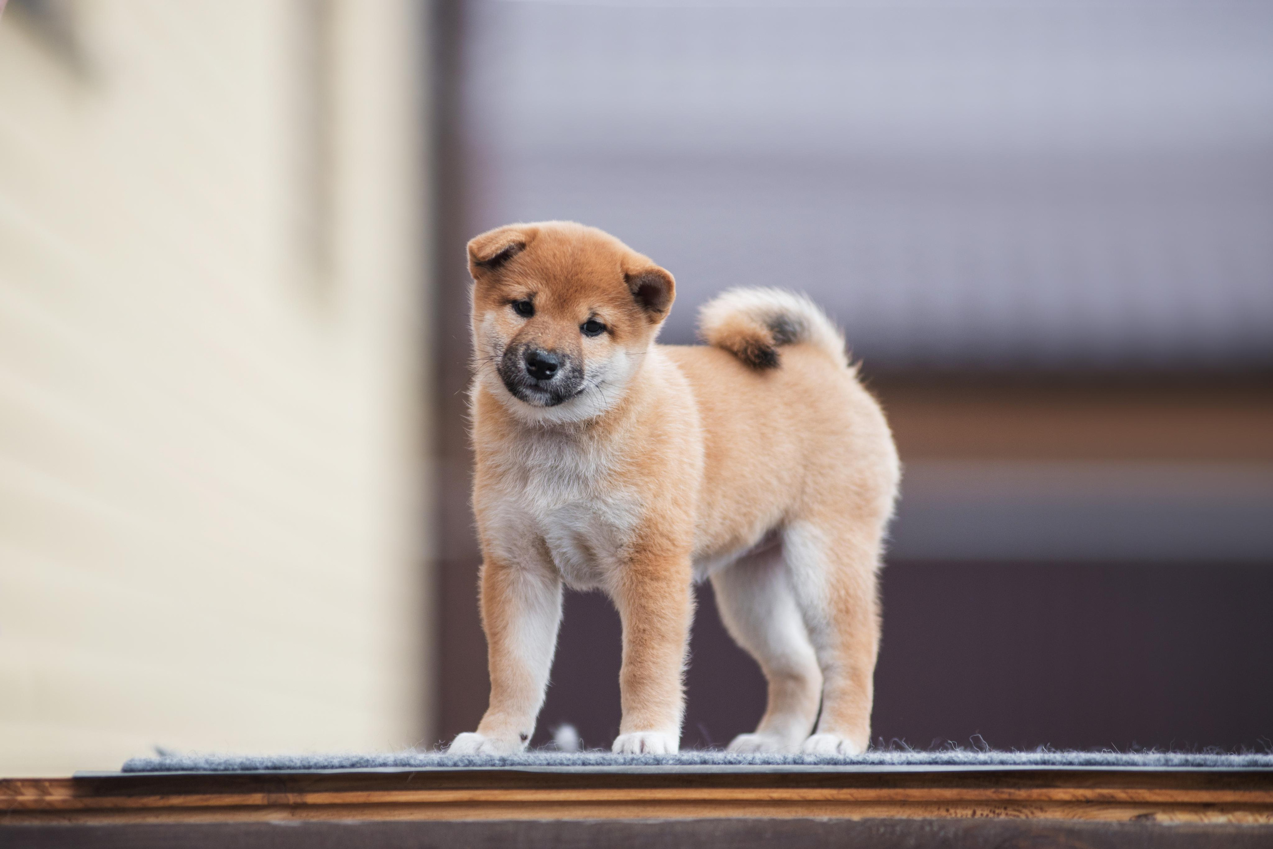Щеночки Сибы. Дог-фотограф в Тюмени Александра Королева
