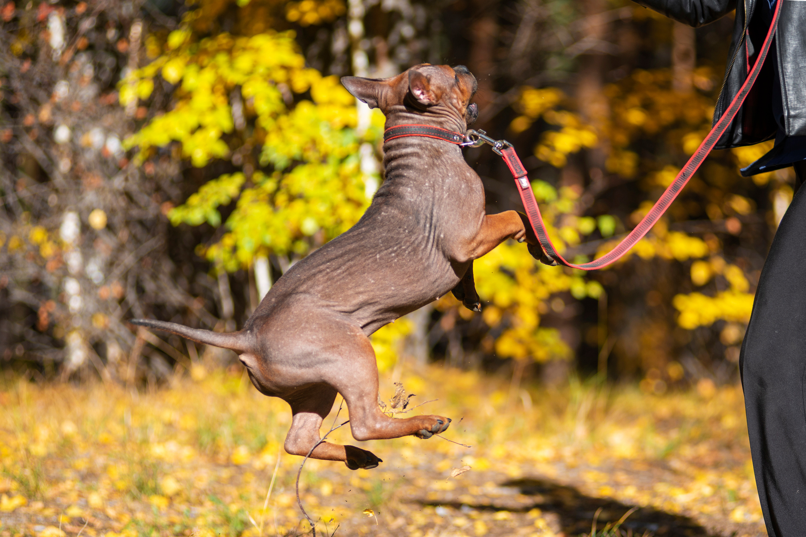 Полина и ее питомцы. Дог-фотограф в Тюмени Александра Королева