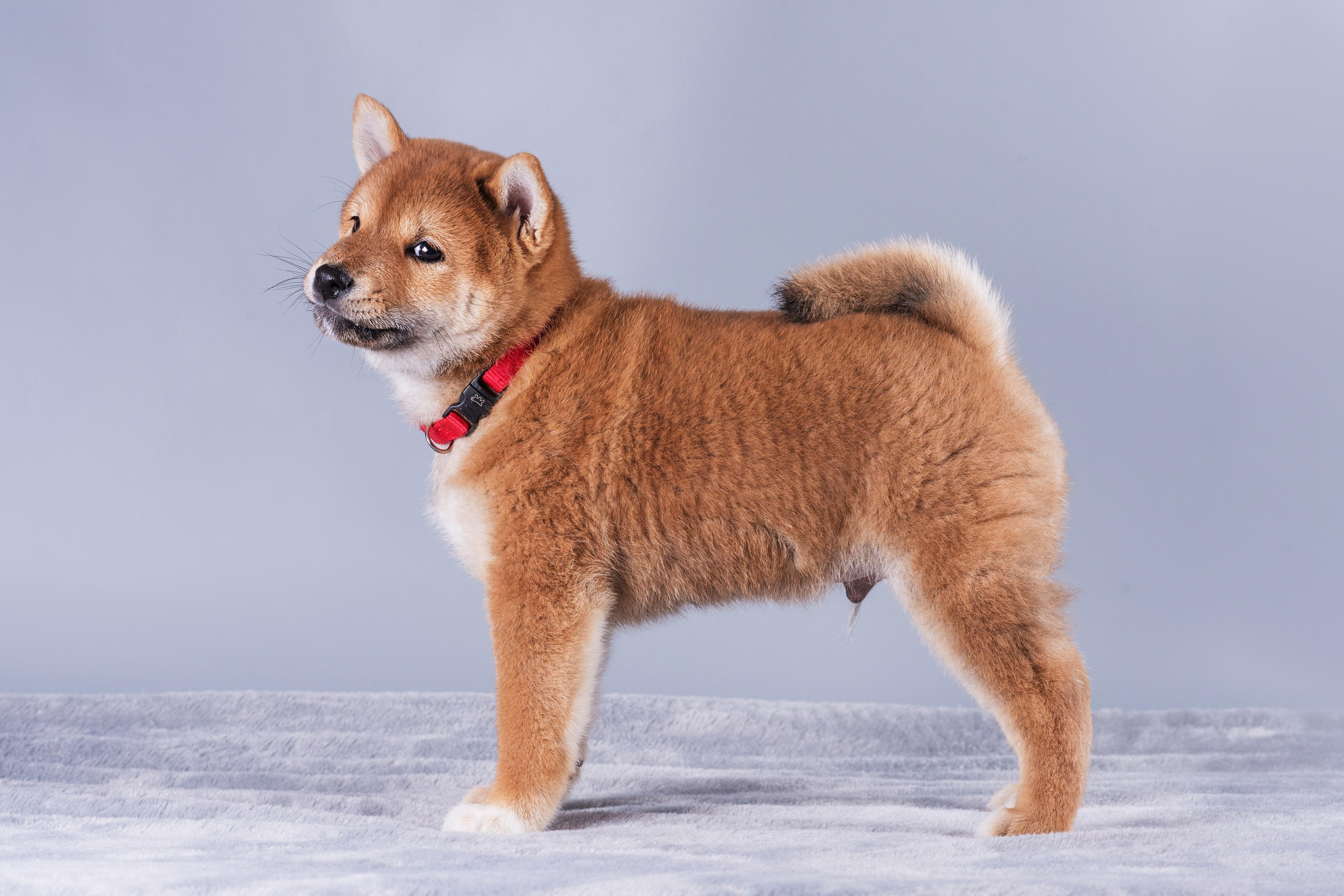 Маленькие сибы. Дог-фотограф в Тюмени Александра Королева