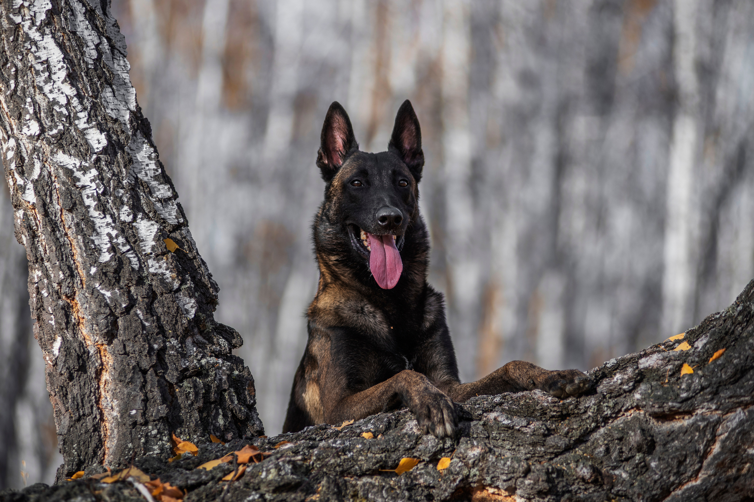 Малинуа Гектор. Дог-фотограф в Тюмени Александра Королева