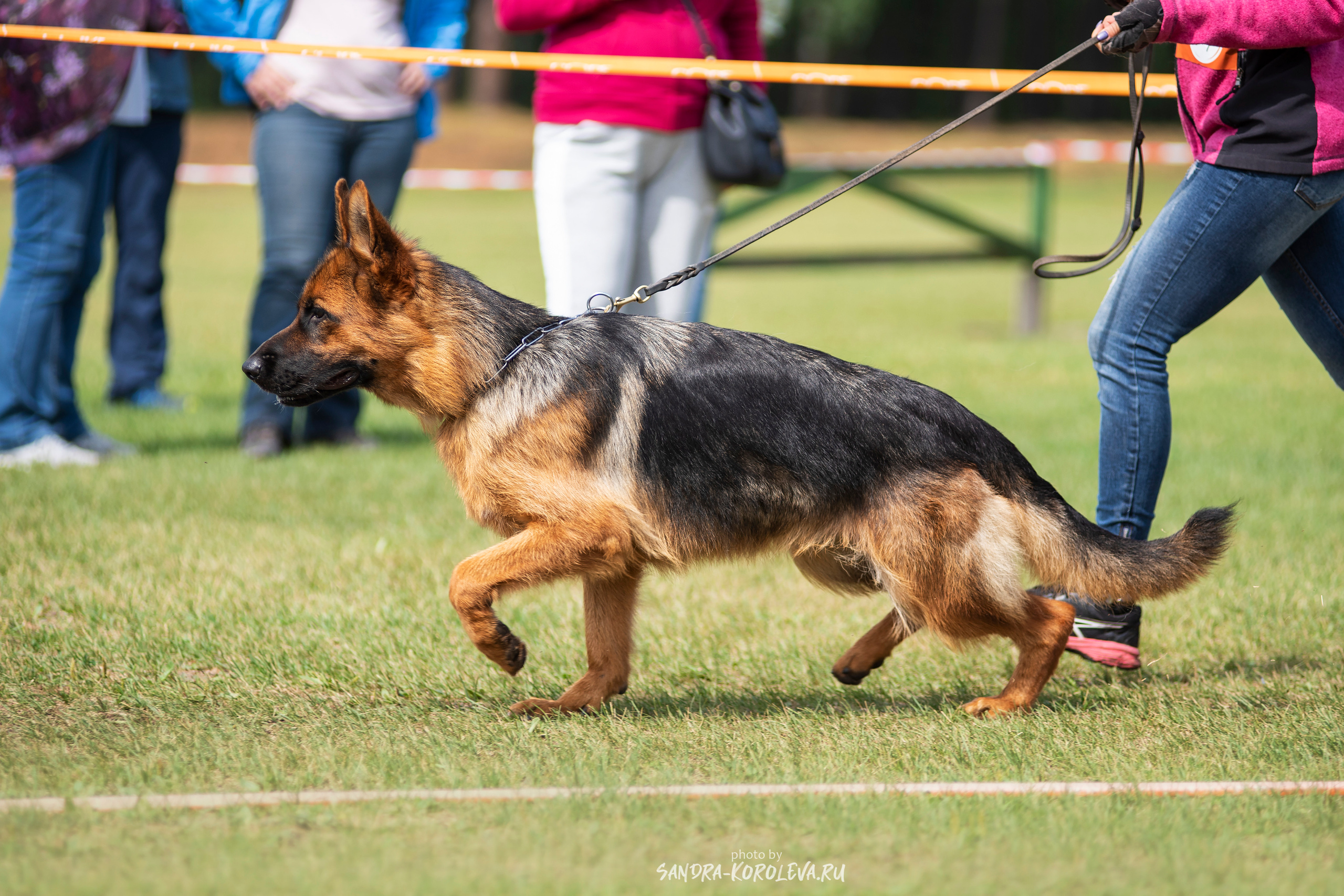 Монопородная выставка немецких овчарок, г. Заречный 2021. Дог-фотограф в Тюмени Александра Королева