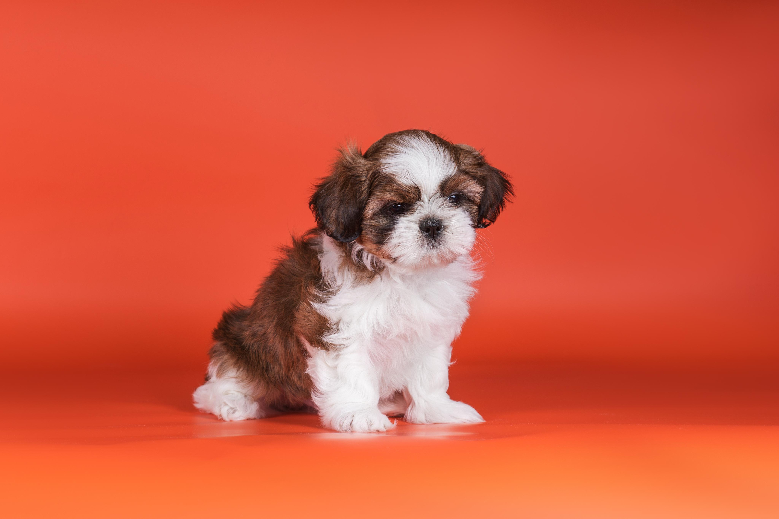 Великолепные ши-тцу. Дог-фотограф в Тюмени Александра Королева