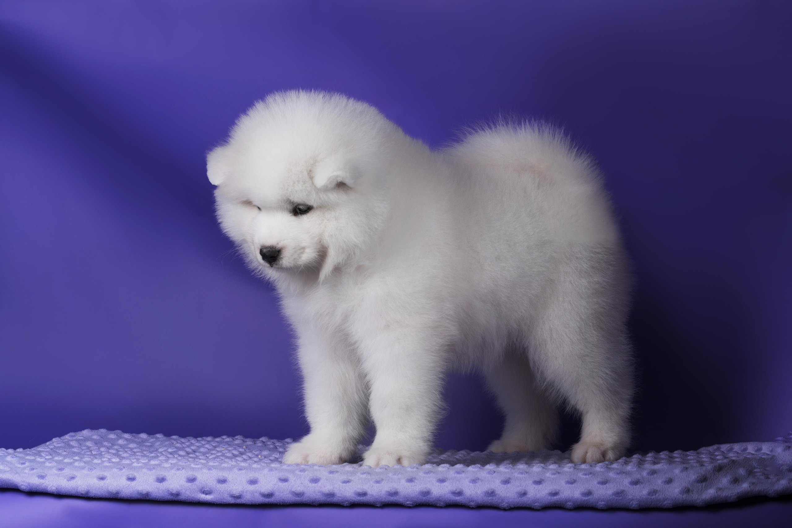 Пушистики самоеды. Дог-фотограф в Тюмени Александра Королева