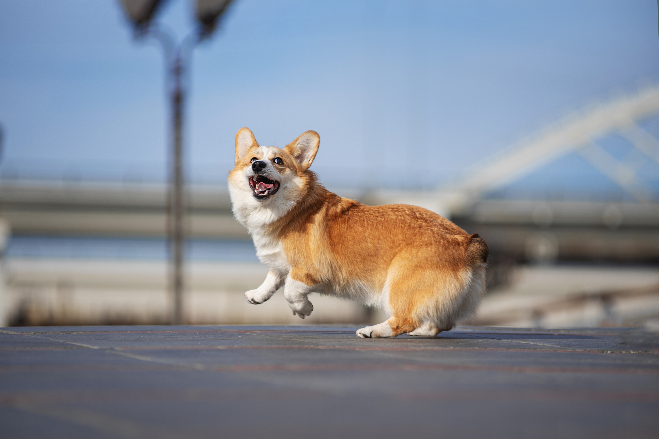 Ася и Плюша. Дог-фотограф в Тюмени Александра Королева