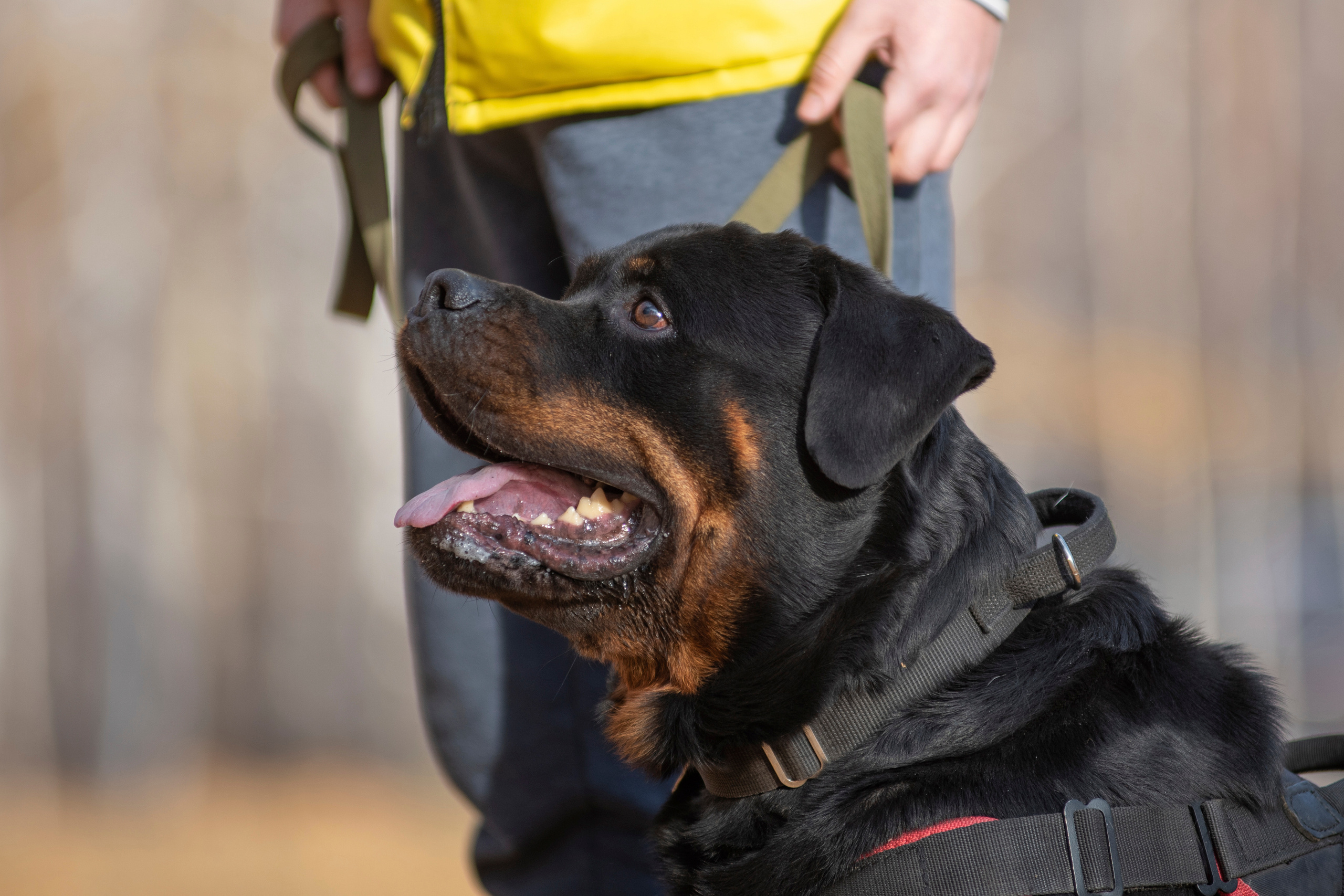 RUSSIAN HELPERS SCHOOL. Магнитогорск октябрь 2021. Дог-фотограф в Тюмени Александра Королева