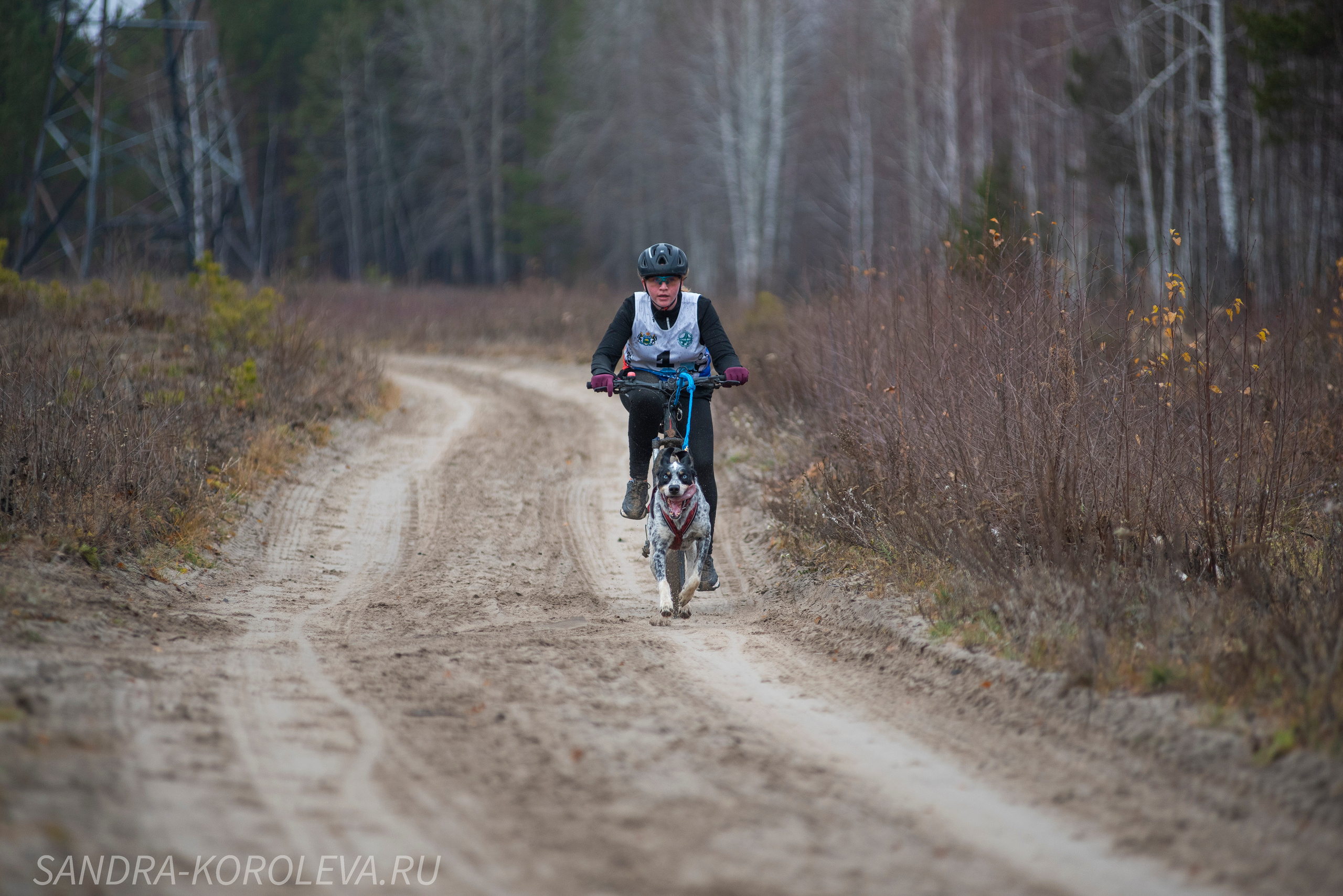 Спринт-гонка «Закрытие сезона» 24.10.2021. Дог-фотограф в Тюмени Александра Королева
