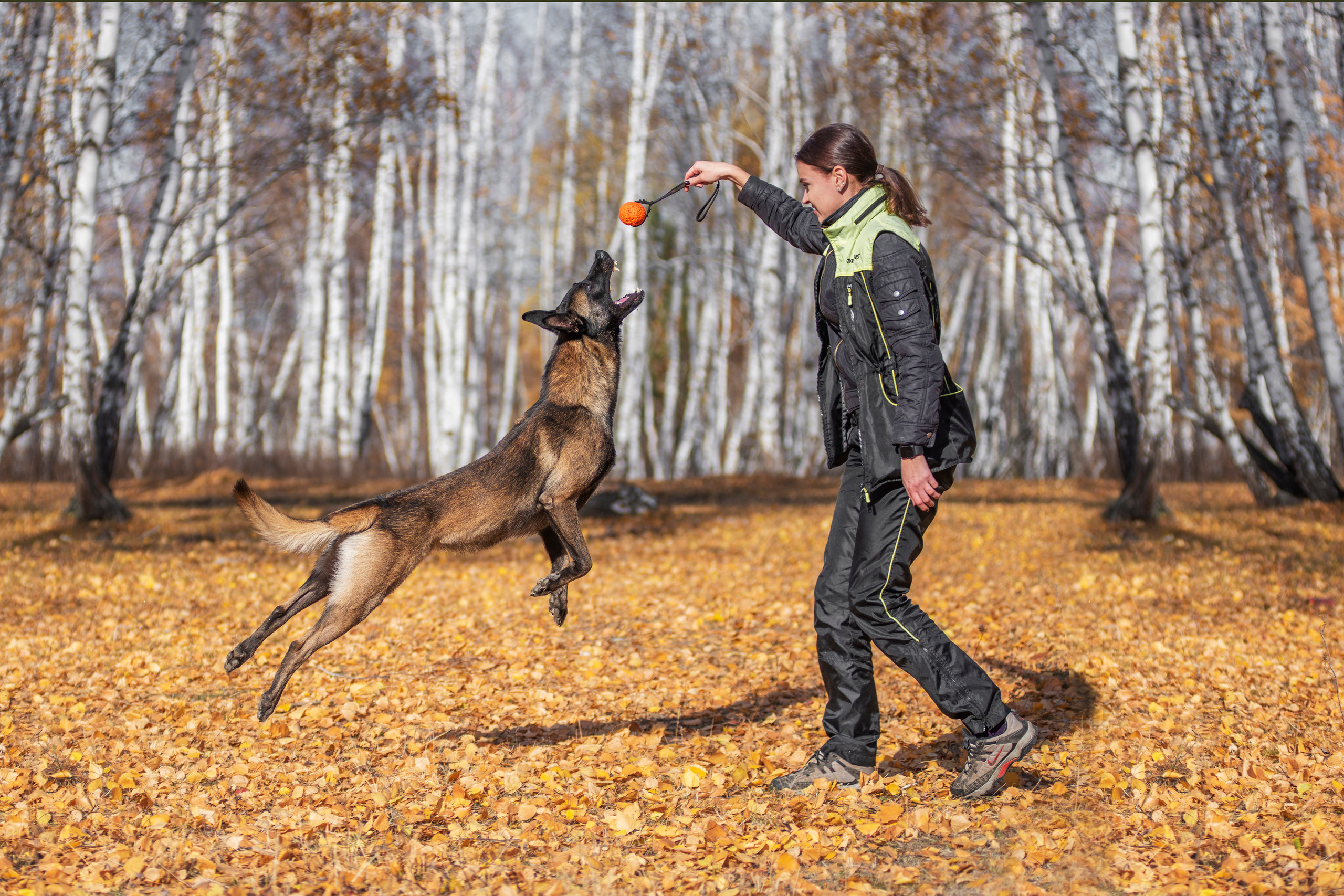 Малинуа Гектор. Дог-фотограф в Тюмени Александра Королева