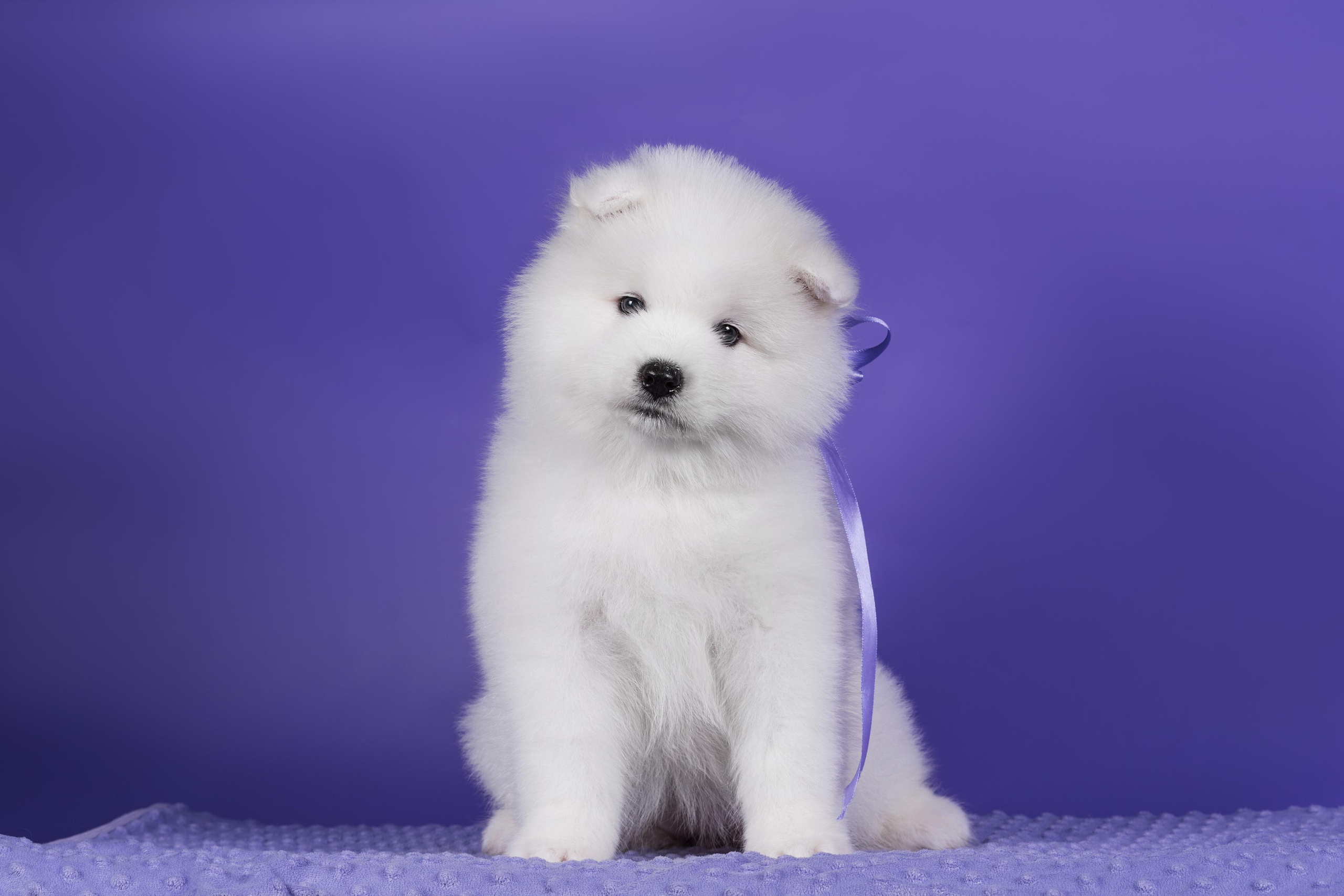 Пушистики самоеды. Дог-фотограф в Тюмени Александра Королева