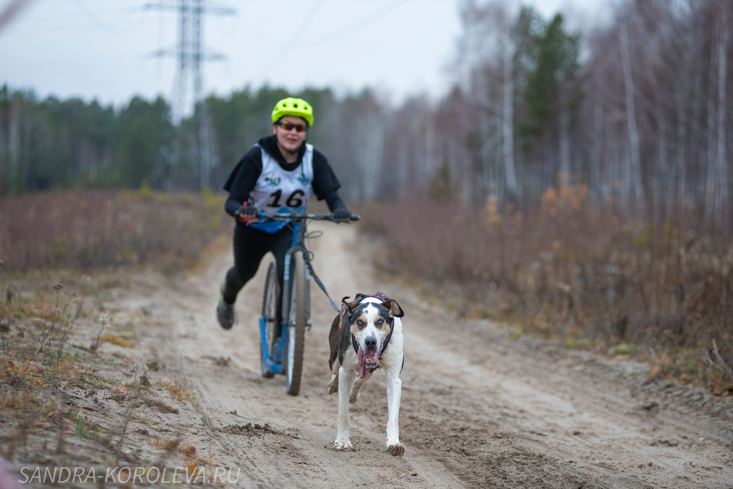 Спринт-гонка «Закрытие сезона» 24.10.2021. Дог-фотограф в Тюмени Александра Королева