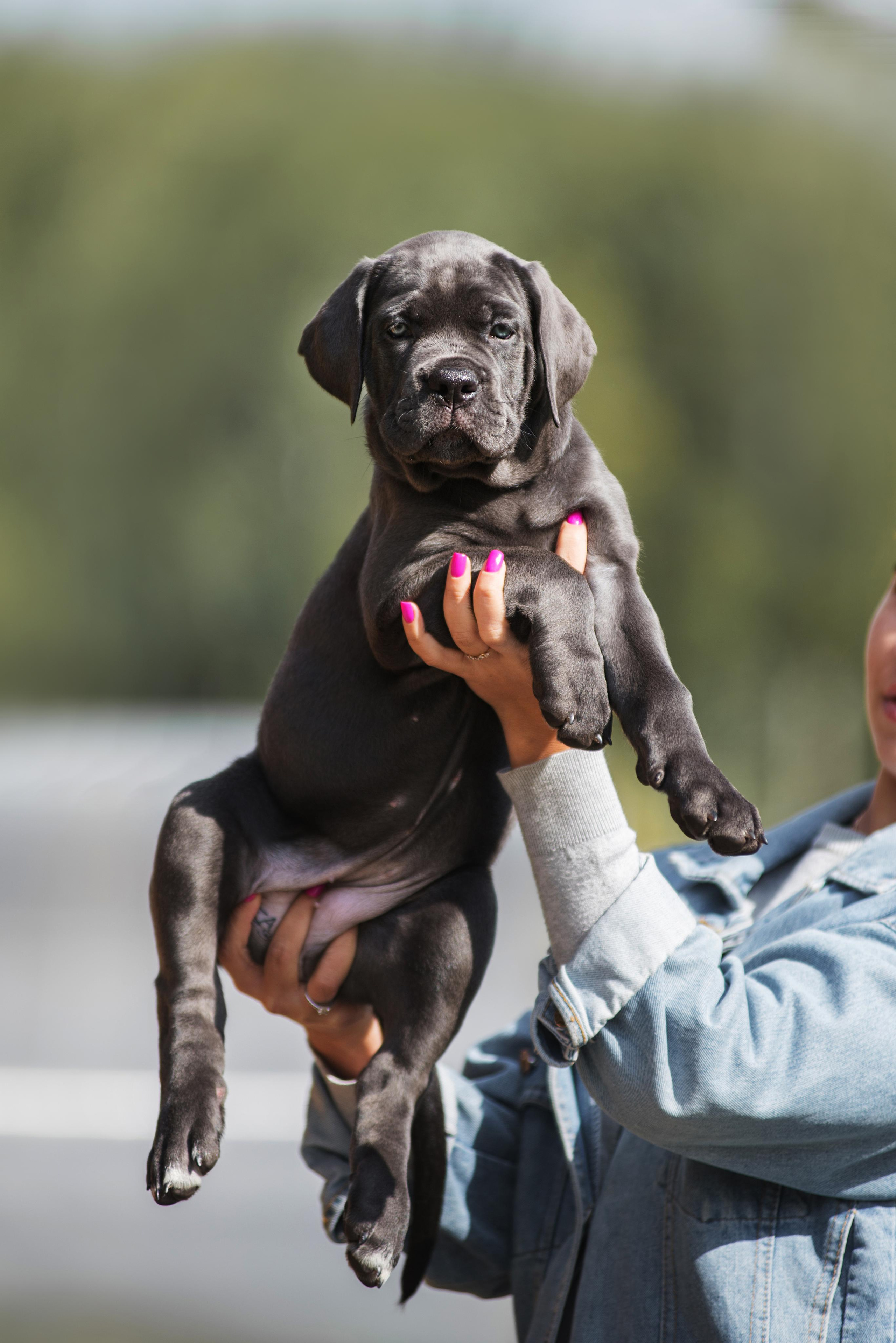 Щенки кане корсо. Дог-фотограф в Тюмени Александра Королева
