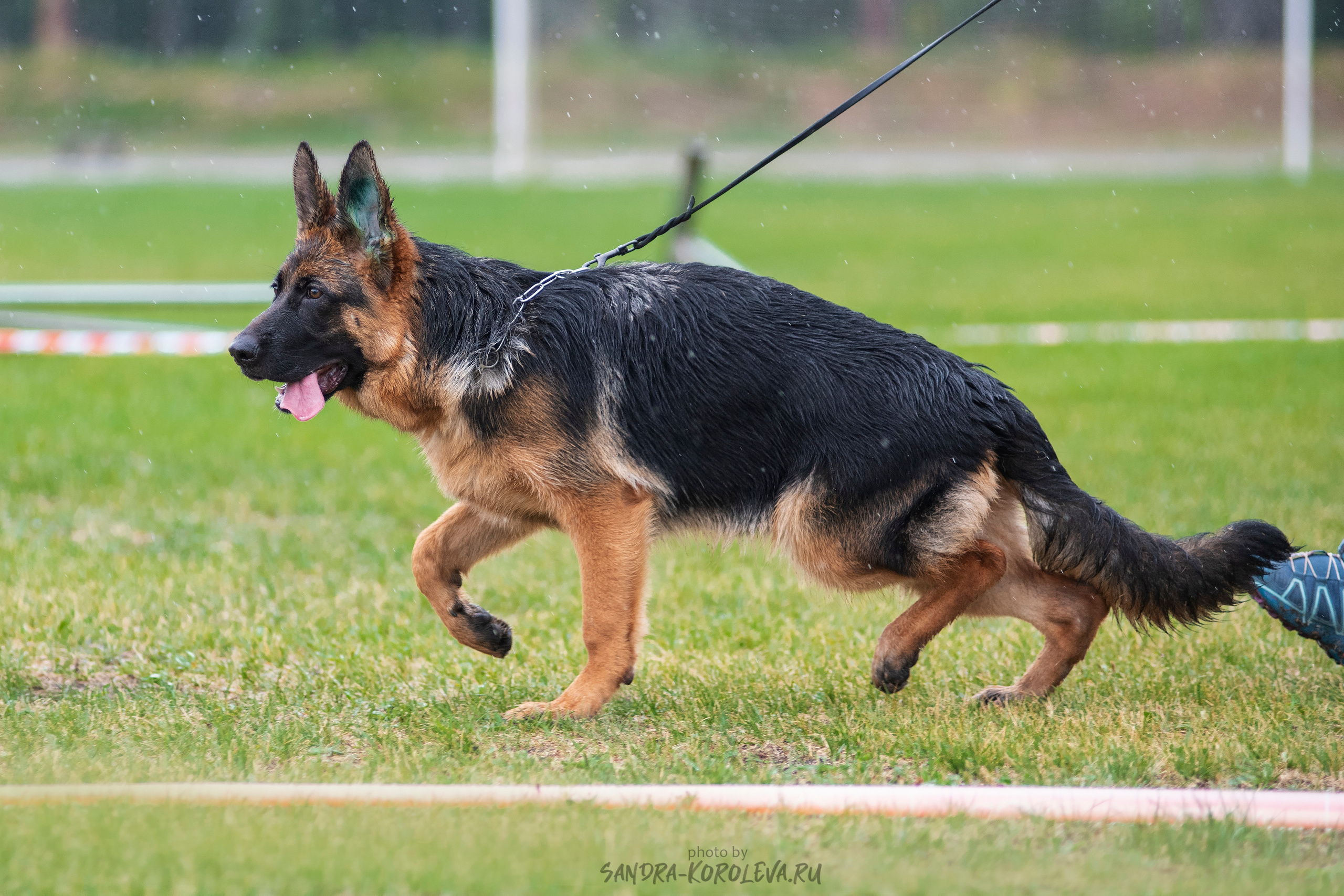 Монопородная выставка немецких овчарок, г. Заречный 2021. Дог-фотограф в Тюмени Александра Королева