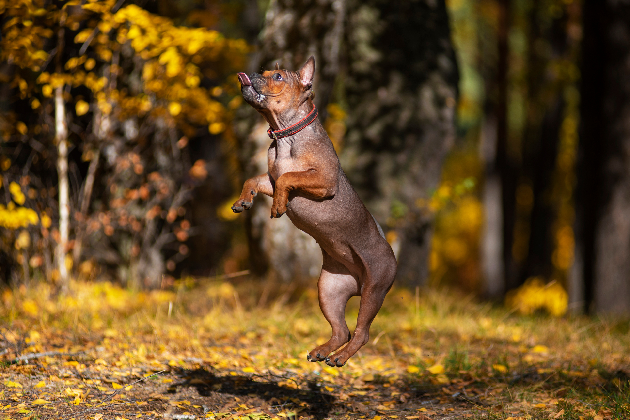 Полина и ее питомцы. Дог-фотограф в Тюмени Александра Королева
