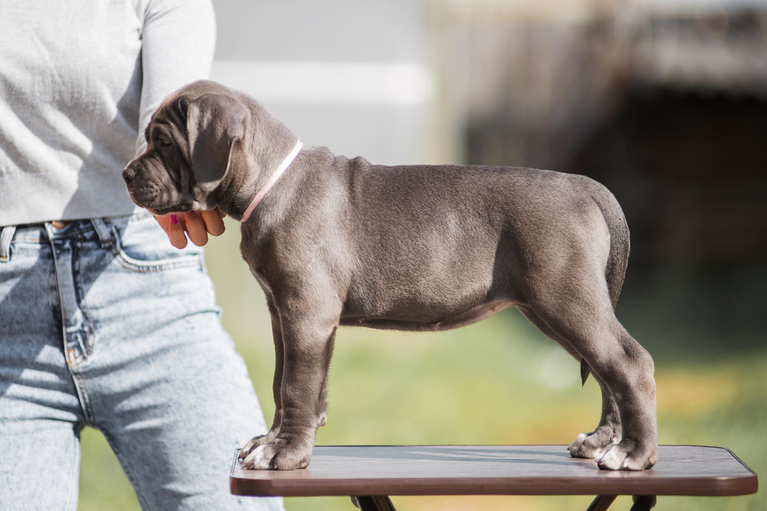 Щенки кане корсо. Дог-фотограф в Тюмени Александра Королева
