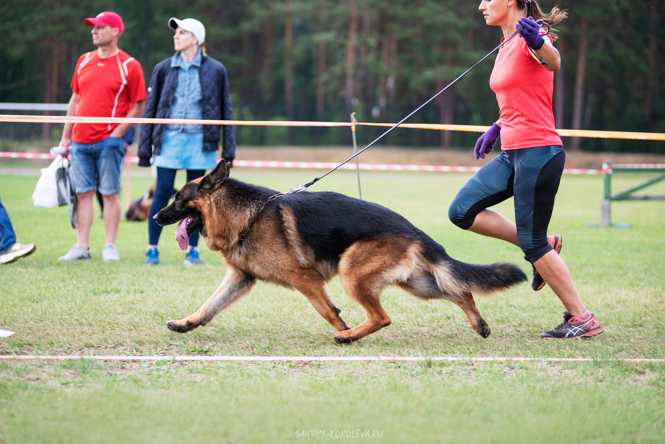 Монопородная выставка немецких овчарок, г. Заречный 2021. Дог-фотограф в Тюмени Александра Королева