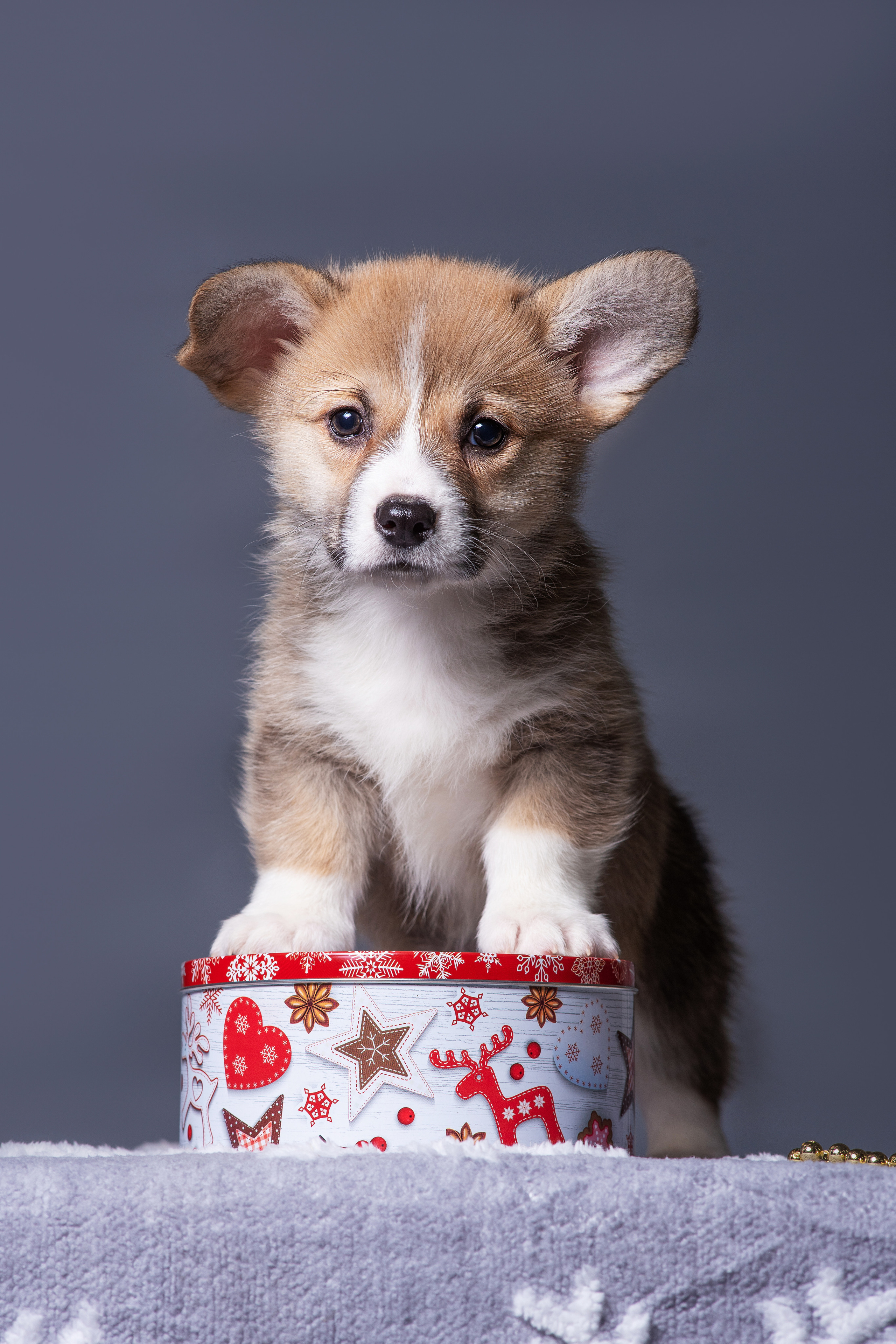 Новогодние коржики с сахарной посыпкой. Дог-фотограф в Тюмени Александра Королева