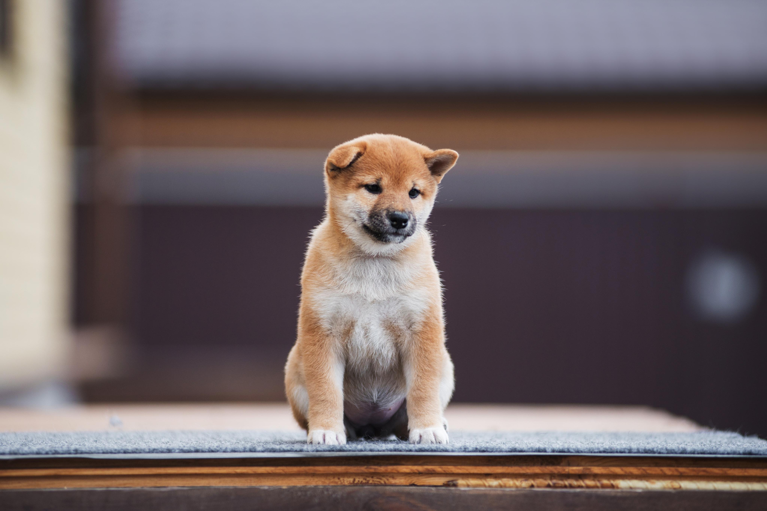 Щеночки Сибы. Дог-фотограф в Тюмени Александра Королева