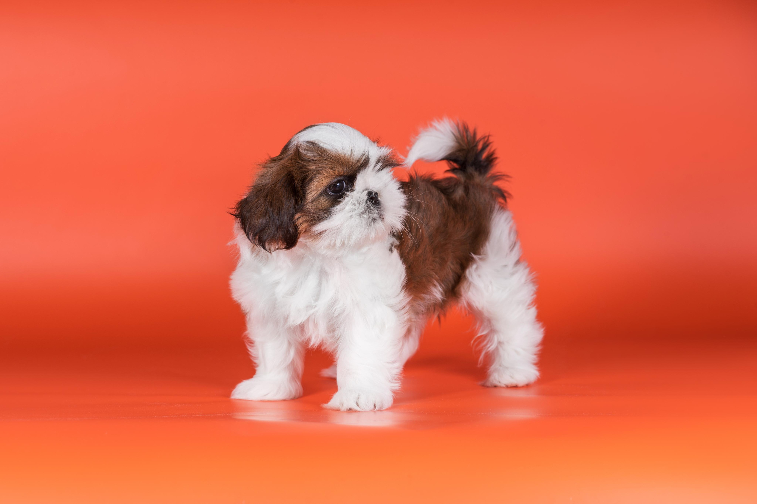 Великолепные ши-тцу. Дог-фотограф в Тюмени Александра Королева