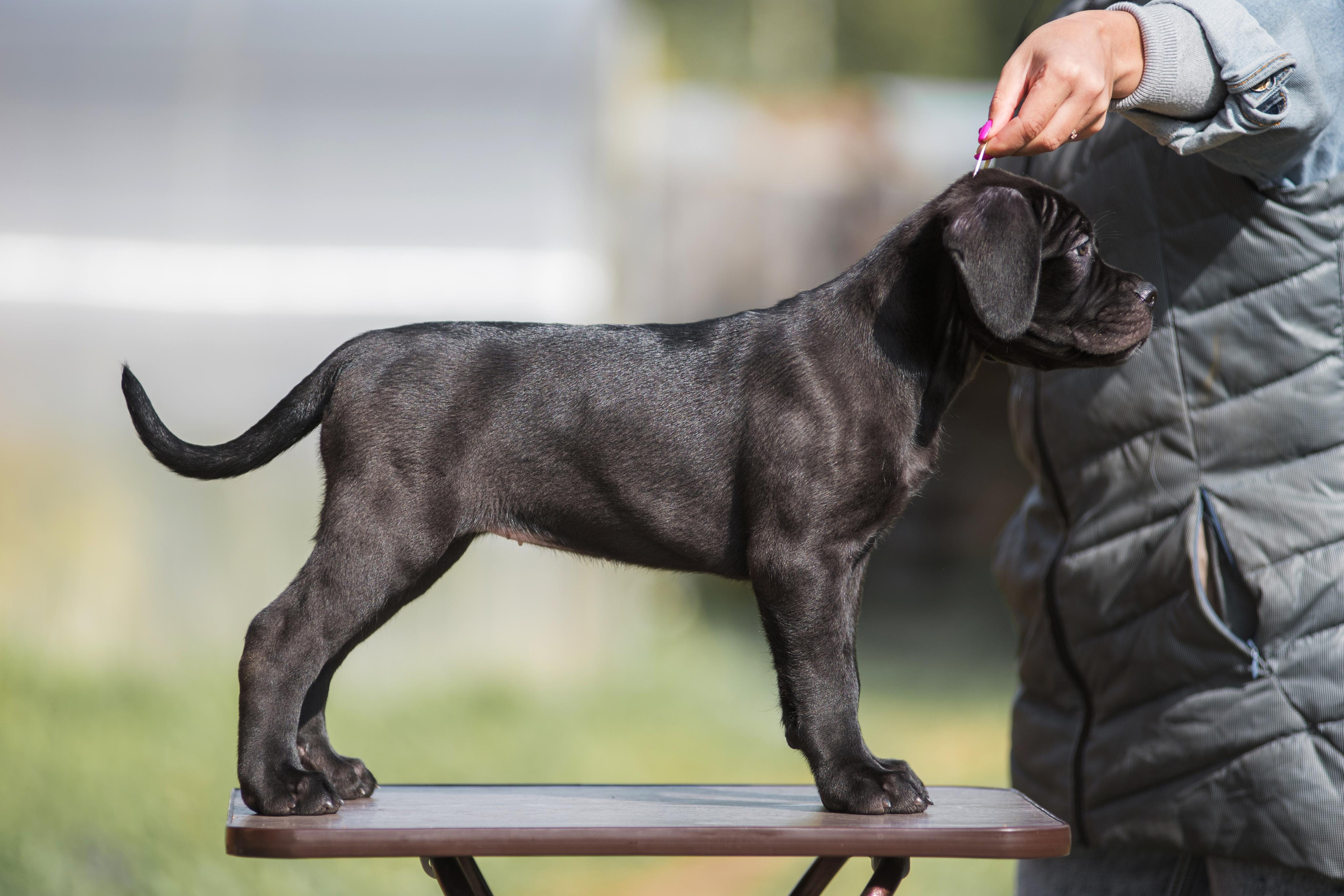 Щенки кане корсо. Дог-фотограф в Тюмени Александра Королева