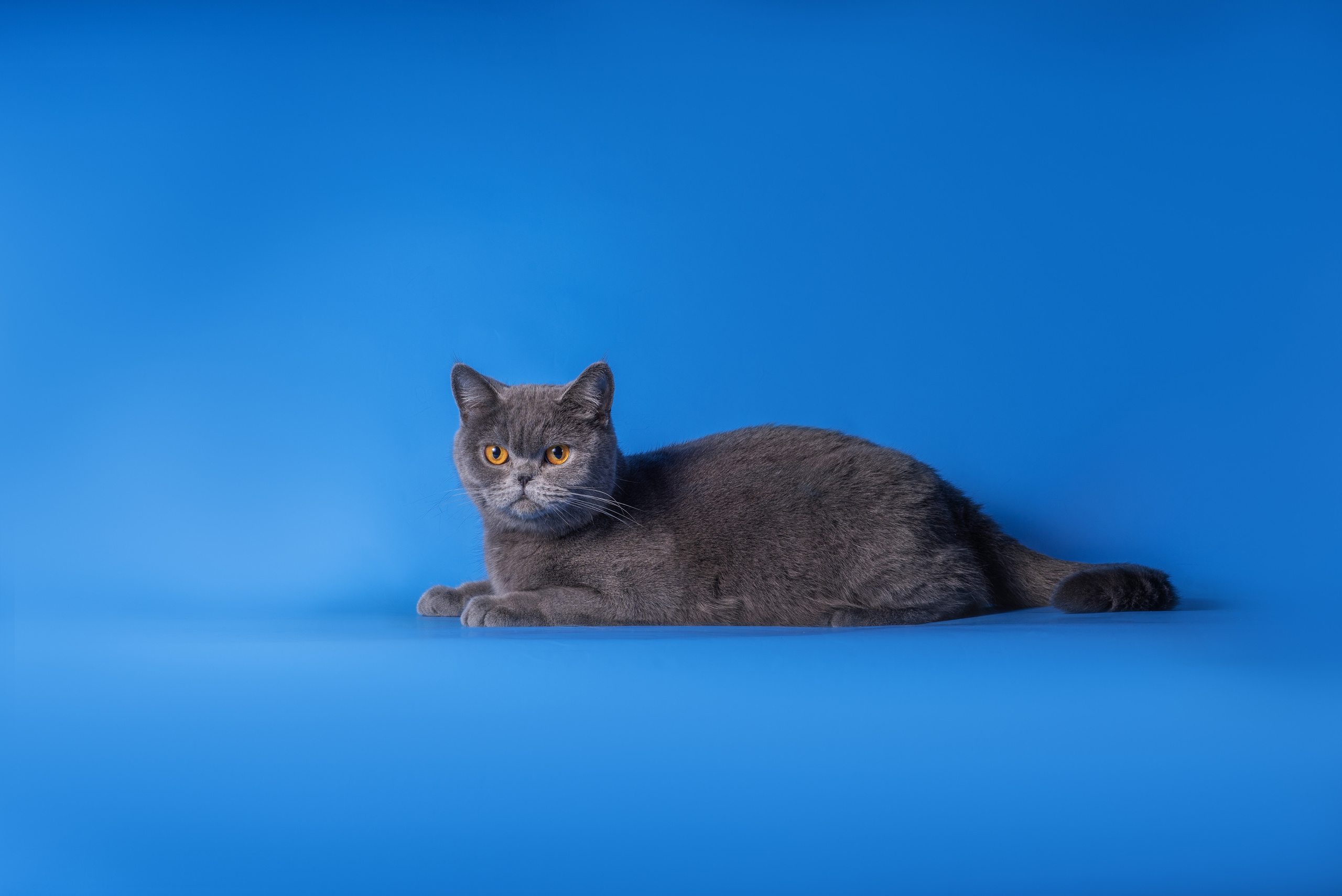 Великолепные шотландцы. Дог-фотограф в Тюмени Александра Королева