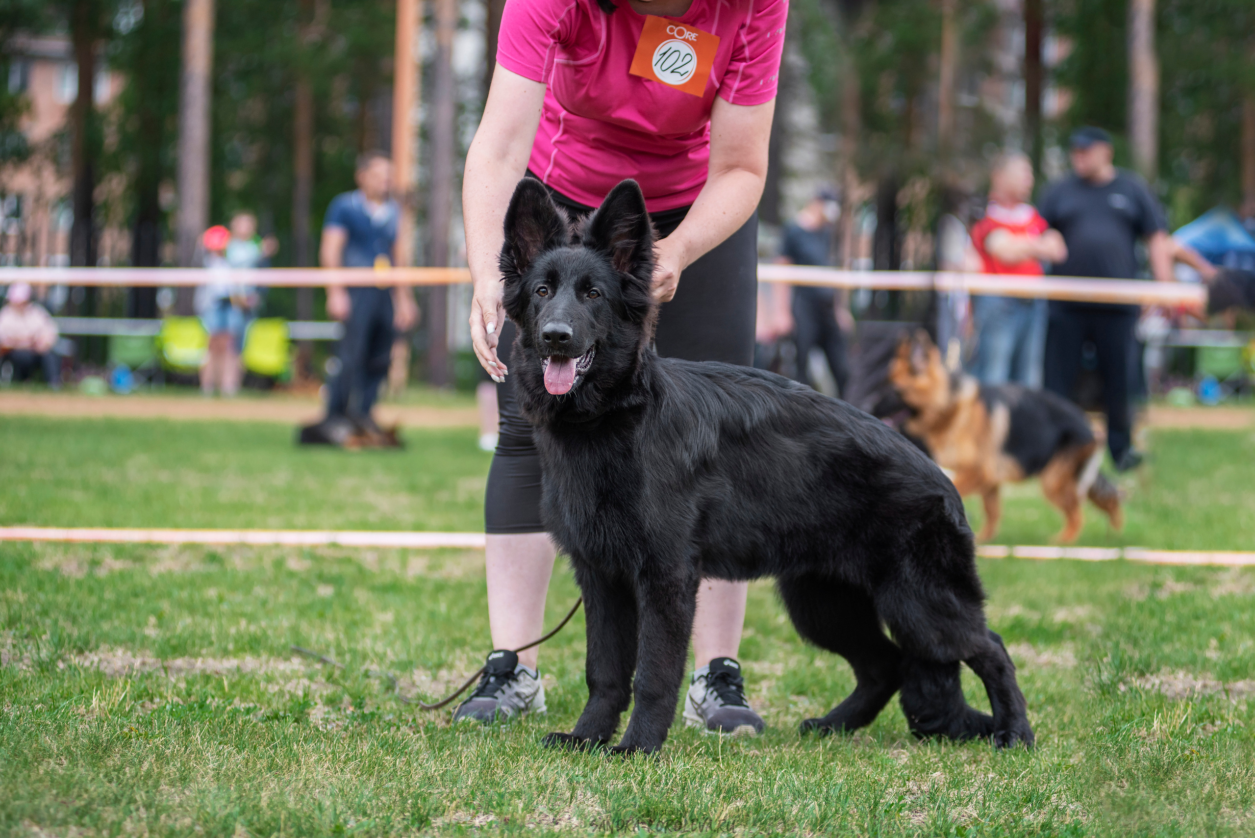 Монопородная выставка немецких овчарок, г. Заречный 2021. Дог-фотограф в Тюмени Александра Королева