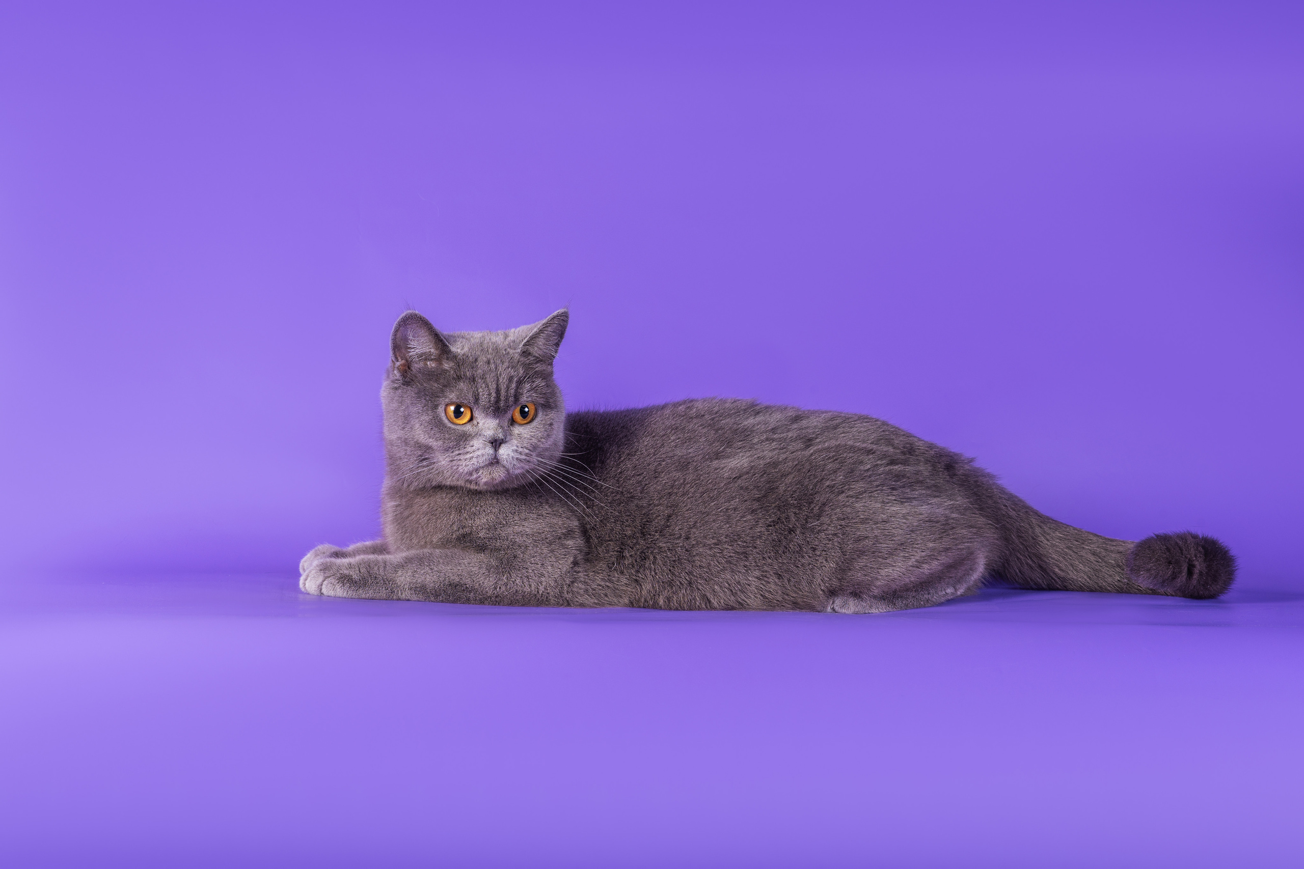 Великолепные шотландцы. Дог-фотограф в Тюмени Александра Королева