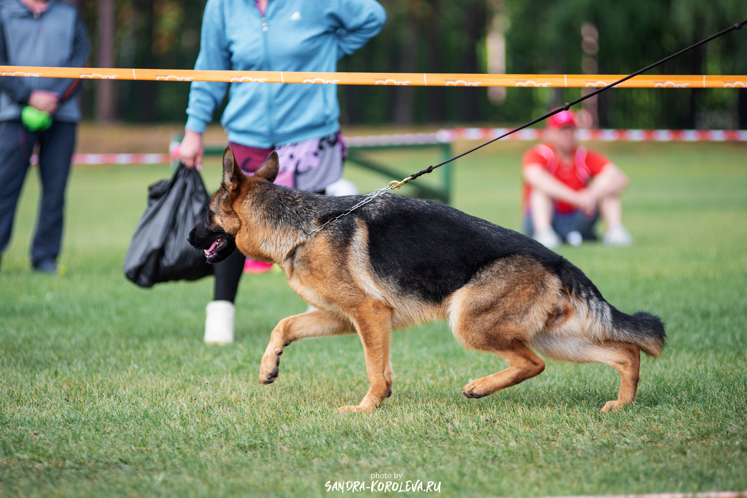 Монопородная выставка немецких овчарок, г. Заречный 2021. Дог-фотограф в Тюмени Александра Королева