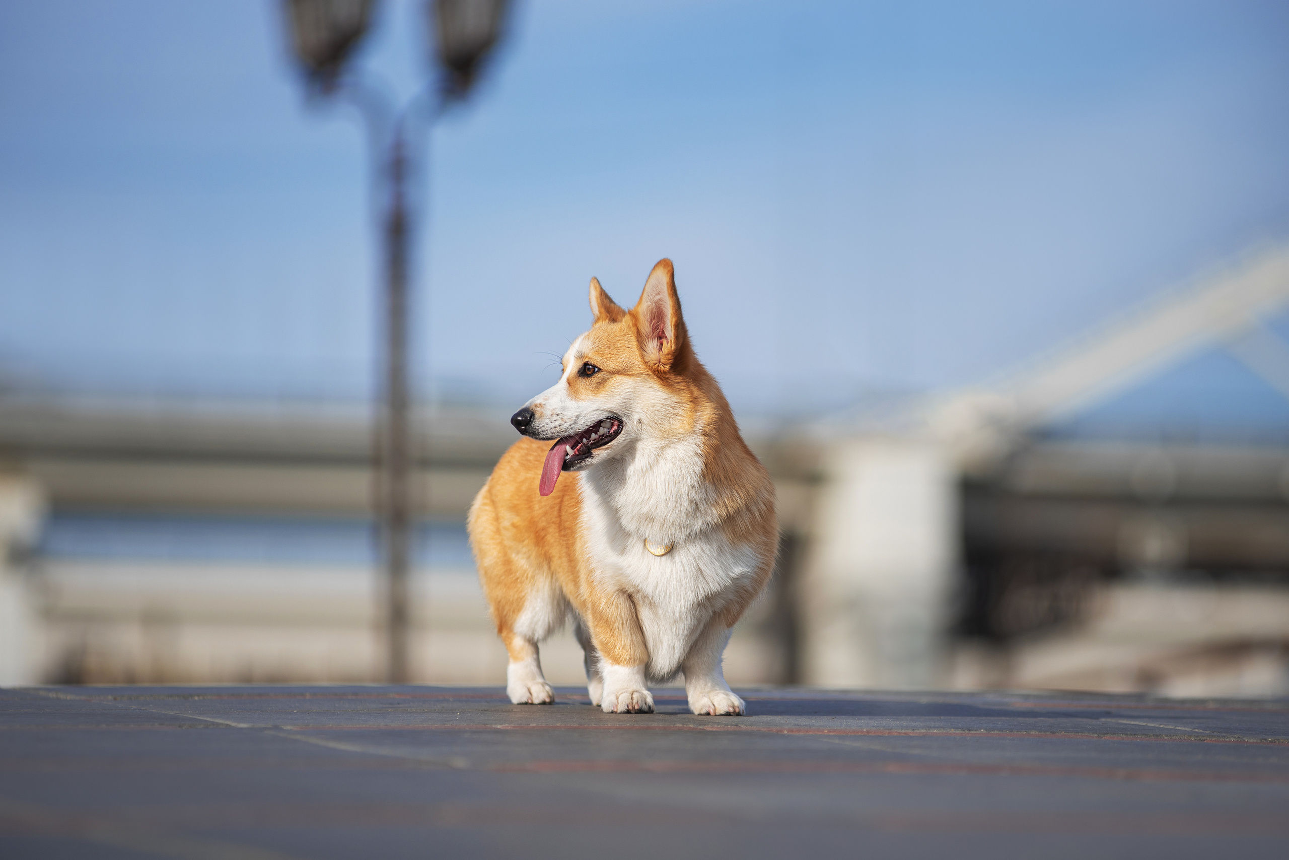 Ася и Плюша. Дог-фотограф в Тюмени Александра Королева