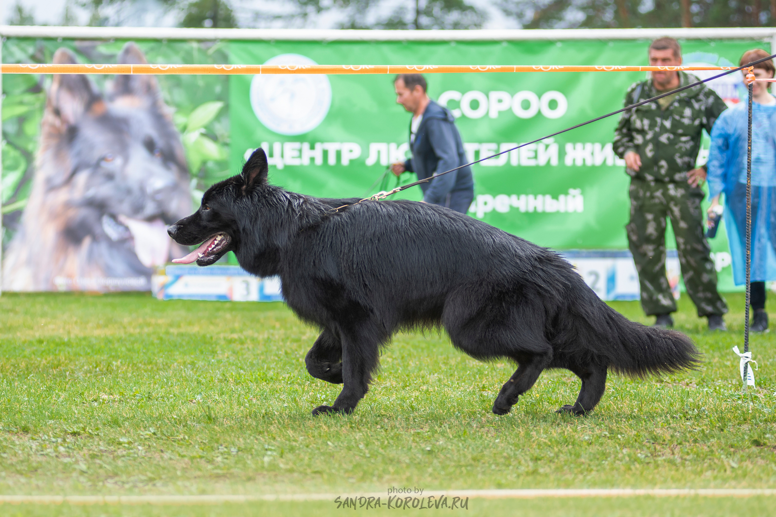 Монопородная выставка немецких овчарок, г. Заречный 2021. Дог-фотограф в Тюмени Александра Королева