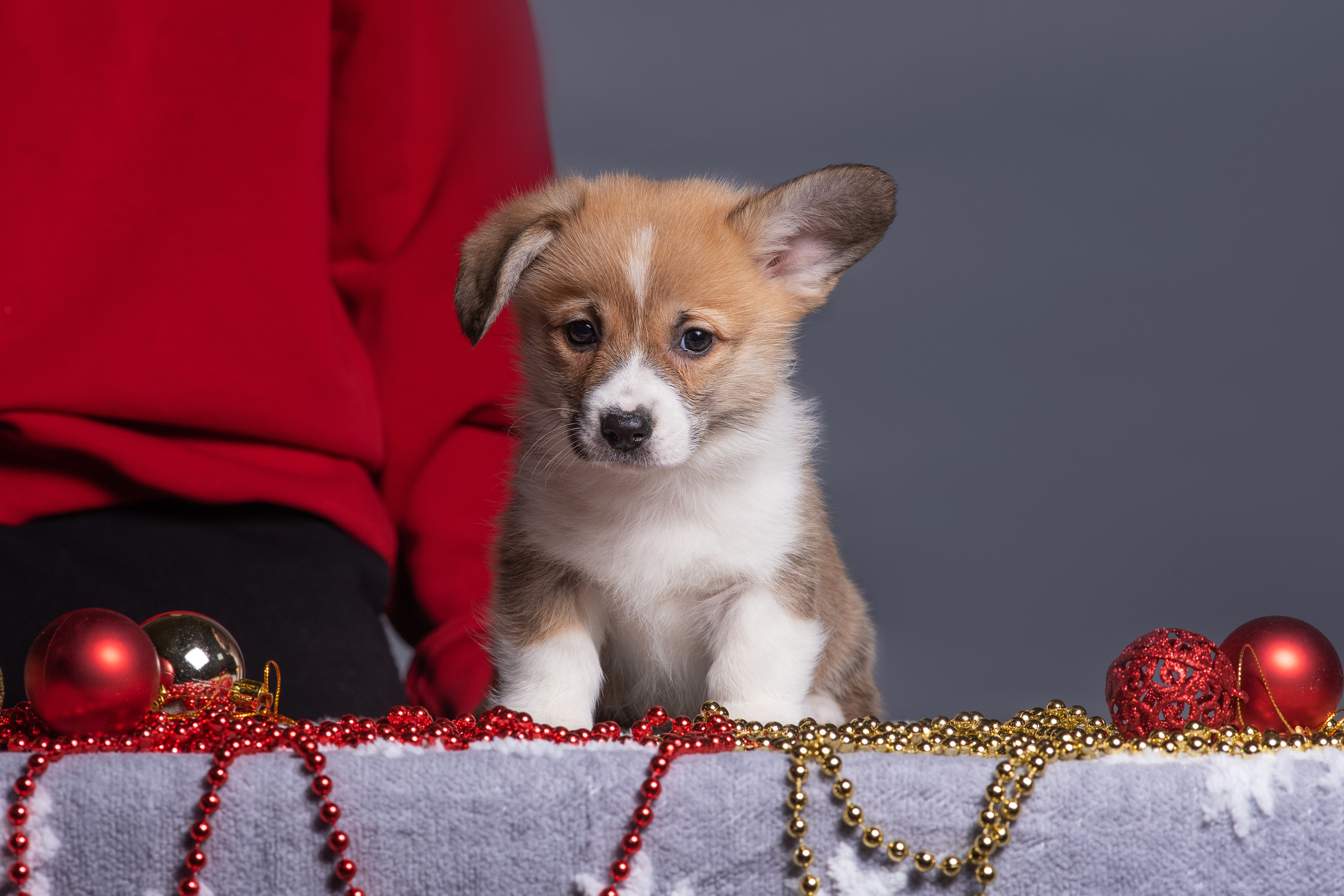 Новогодние коржики с сахарной посыпкой. Дог-фотограф в Тюмени Александра Королева